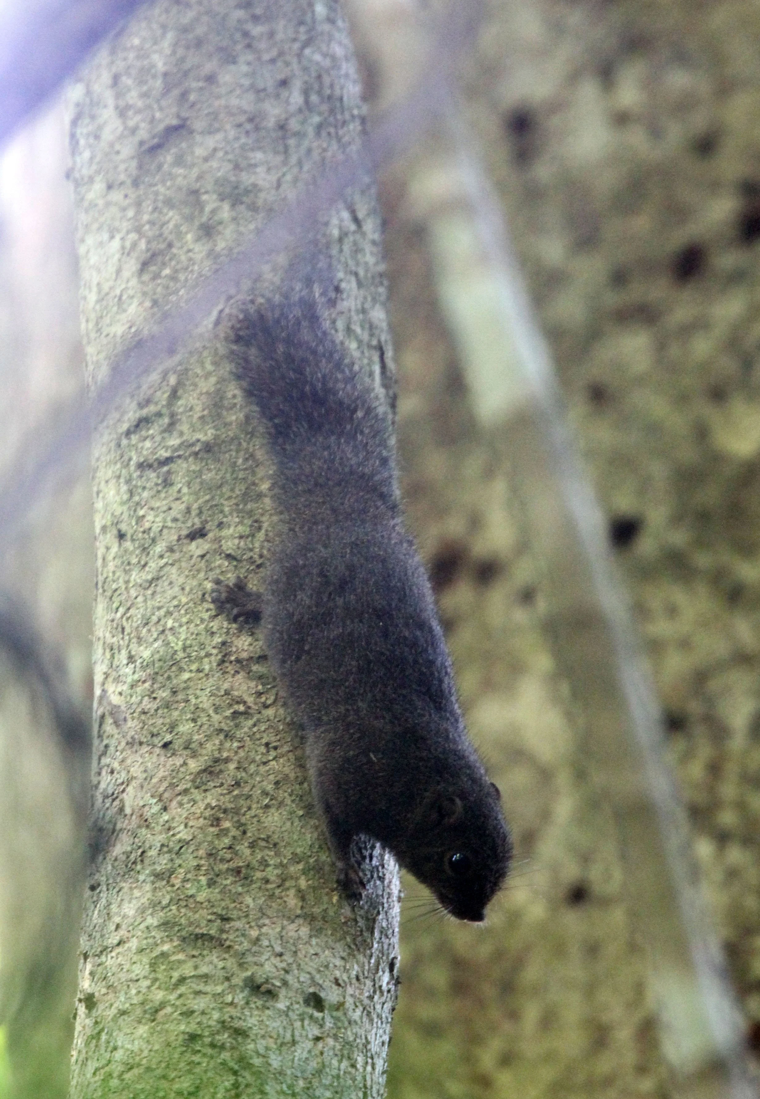 Genus Prosciurillus Dwarf Squirrels — Coke Smith Wildlife