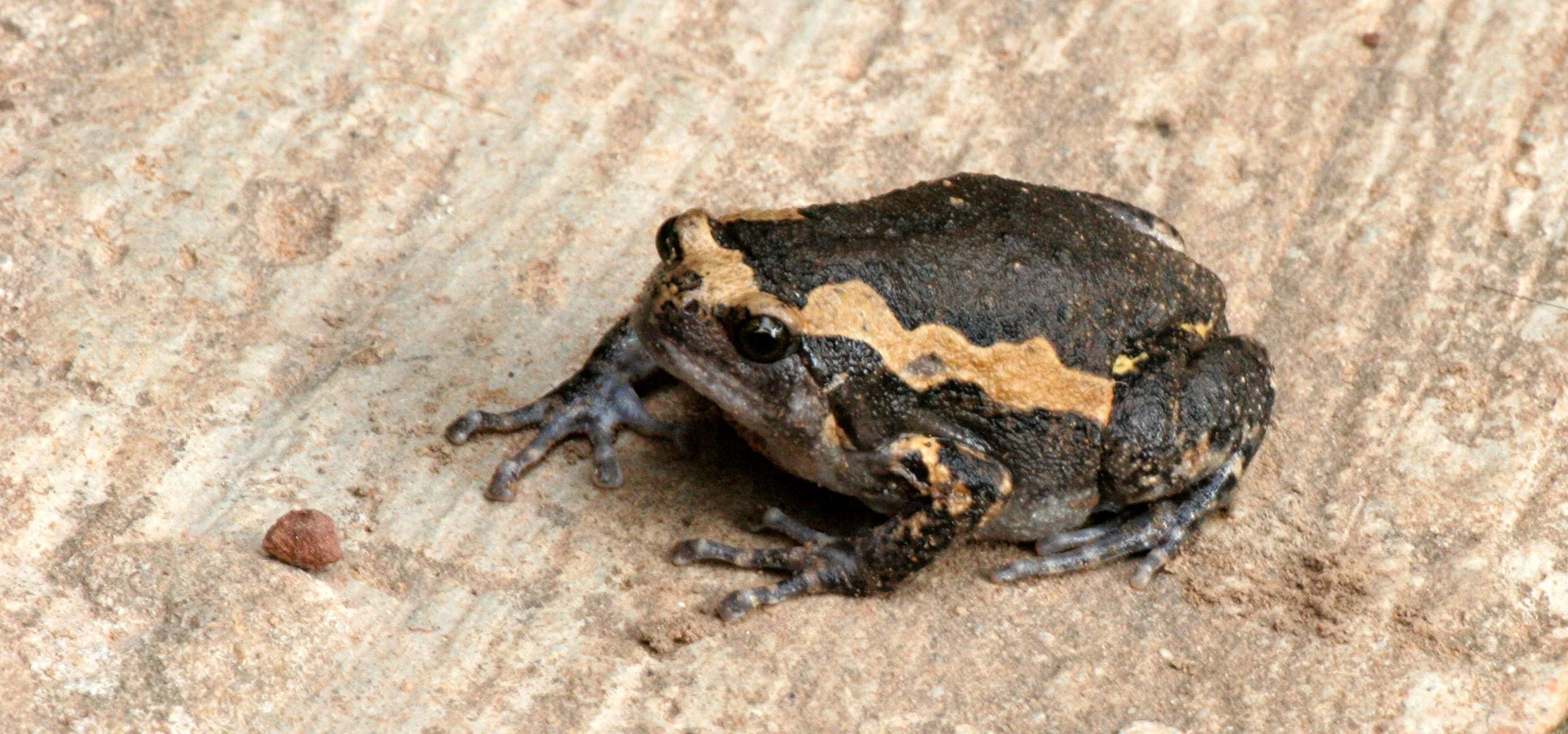 AMPHIBIAN - TOAD - BANDED TOAD SPECIES - KALOULA SPECIES - PANG SIDA NATIONAL PARK THAILAND  (12).JPG