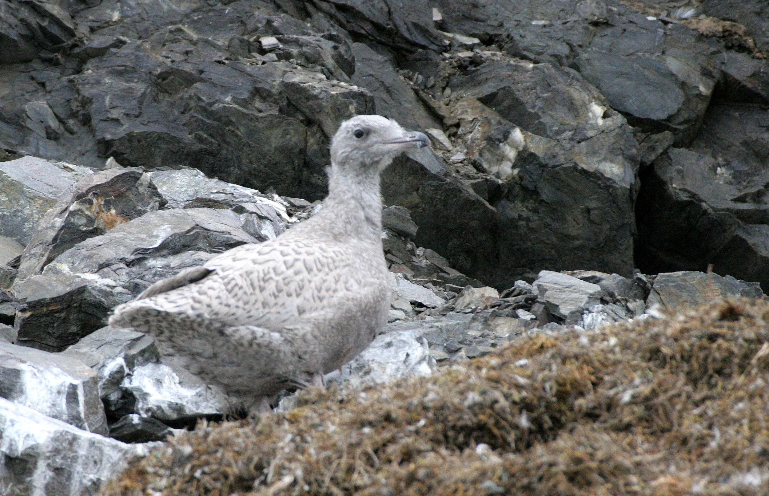 BIRD - GULL - GLAUCOUS - SVALBARD A (4).jpg