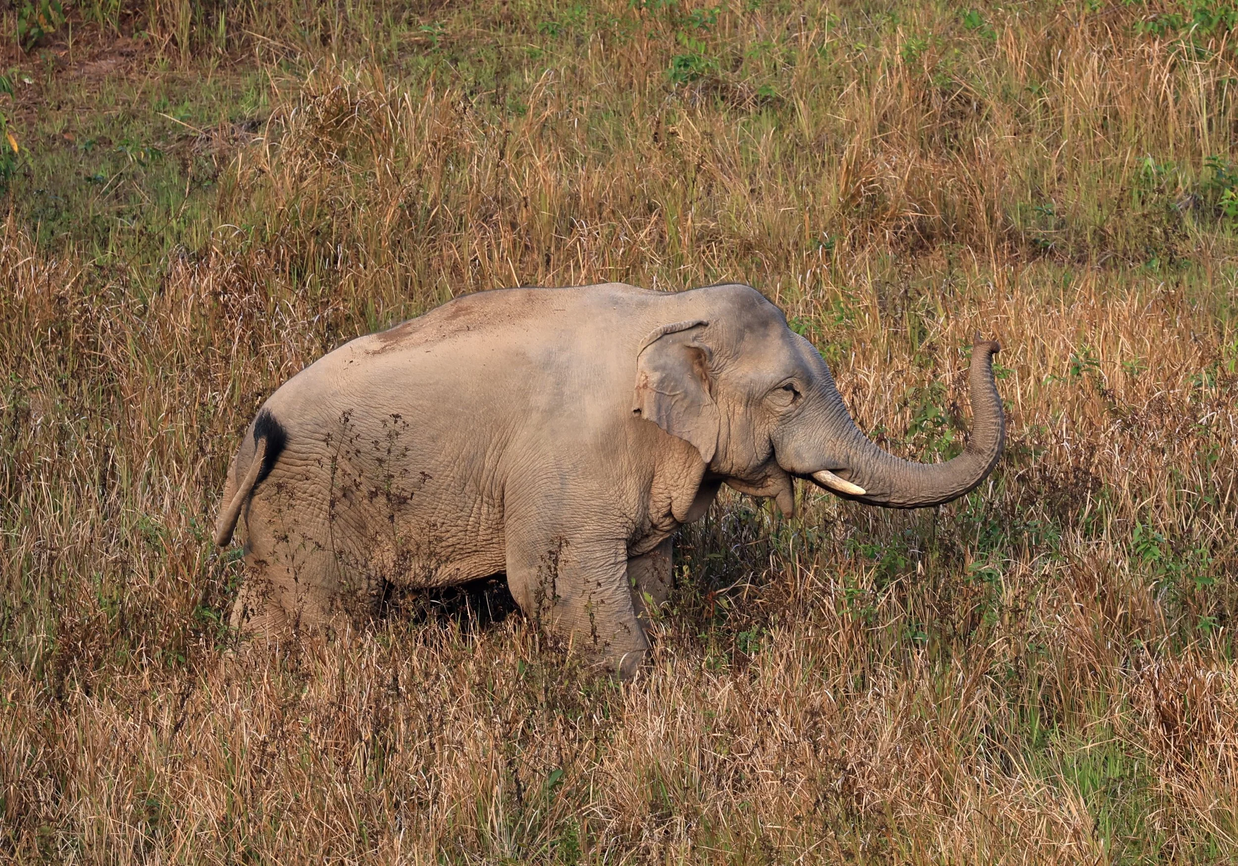 Asian Elephant (Elephas maximus) Khao Yai National Park, Thailand (110).jpg