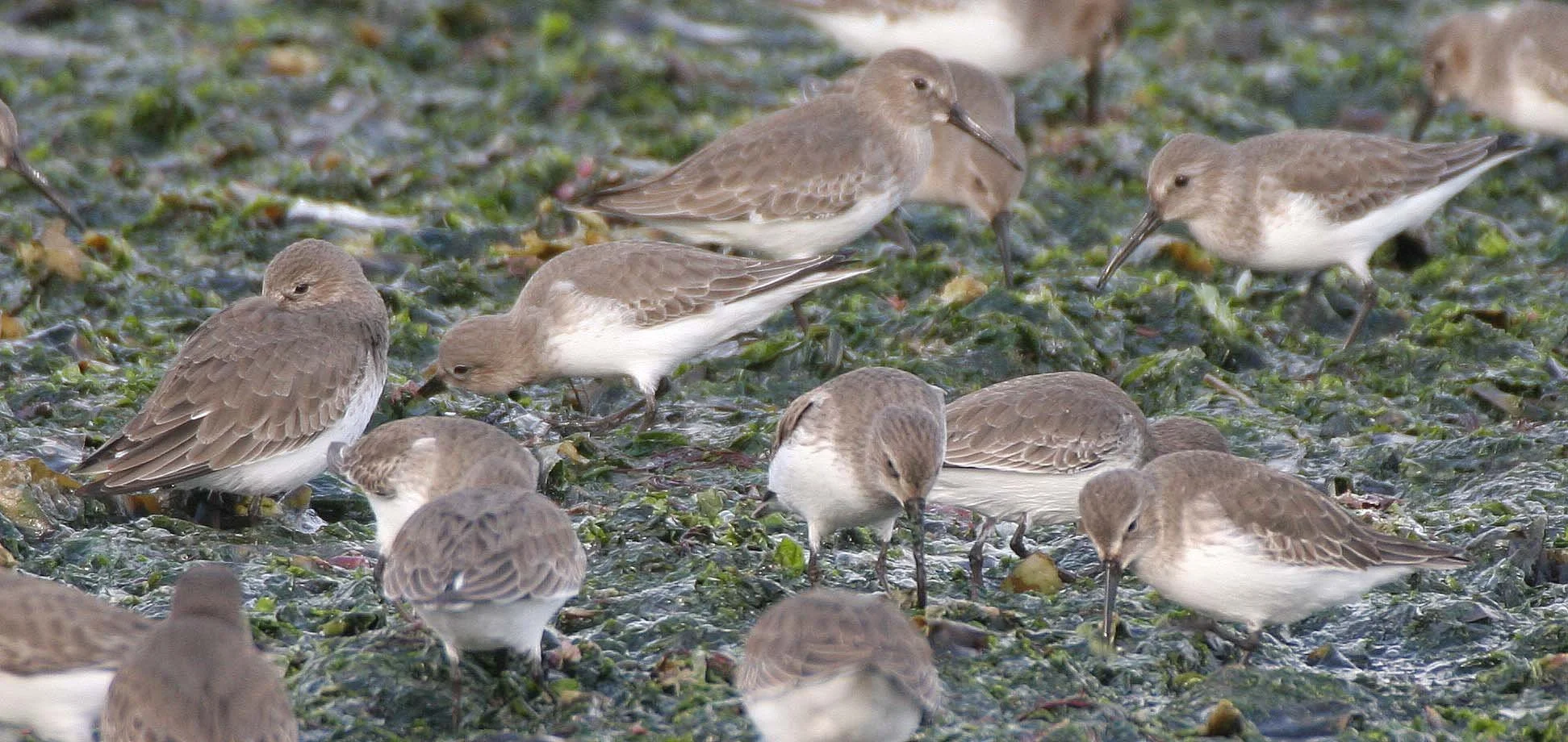 BIRD - DUNLINS - THREE CRABS (8).jpg