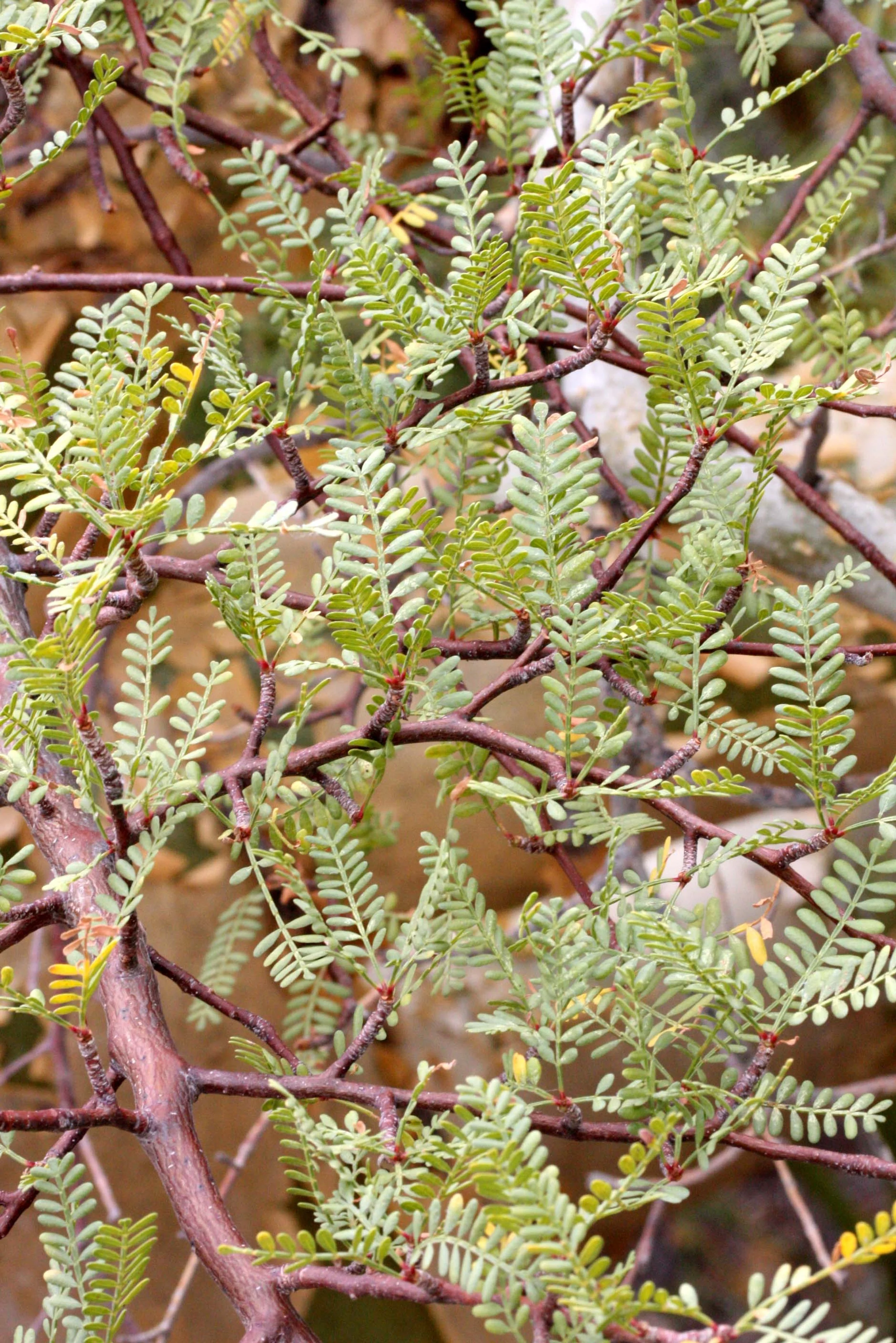 BURSERACEAE - BURSERA MICROPHYLLA - TOROTE COLORADO - ISLA SANTA CATALINA BAJA MEXIO (2).JPG