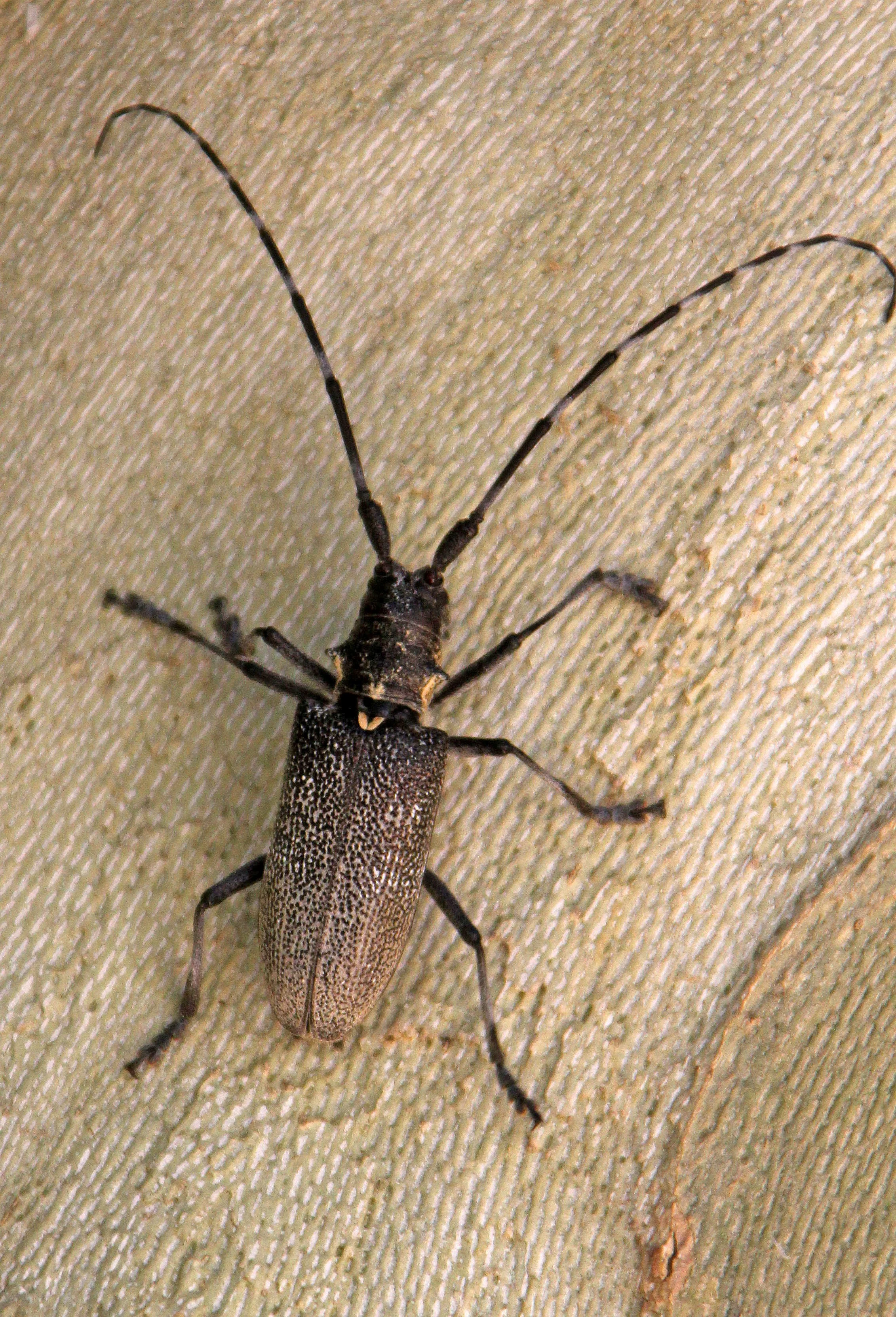 Lamiinae - Species 6 Unidentified - Feija NP, Tunisia