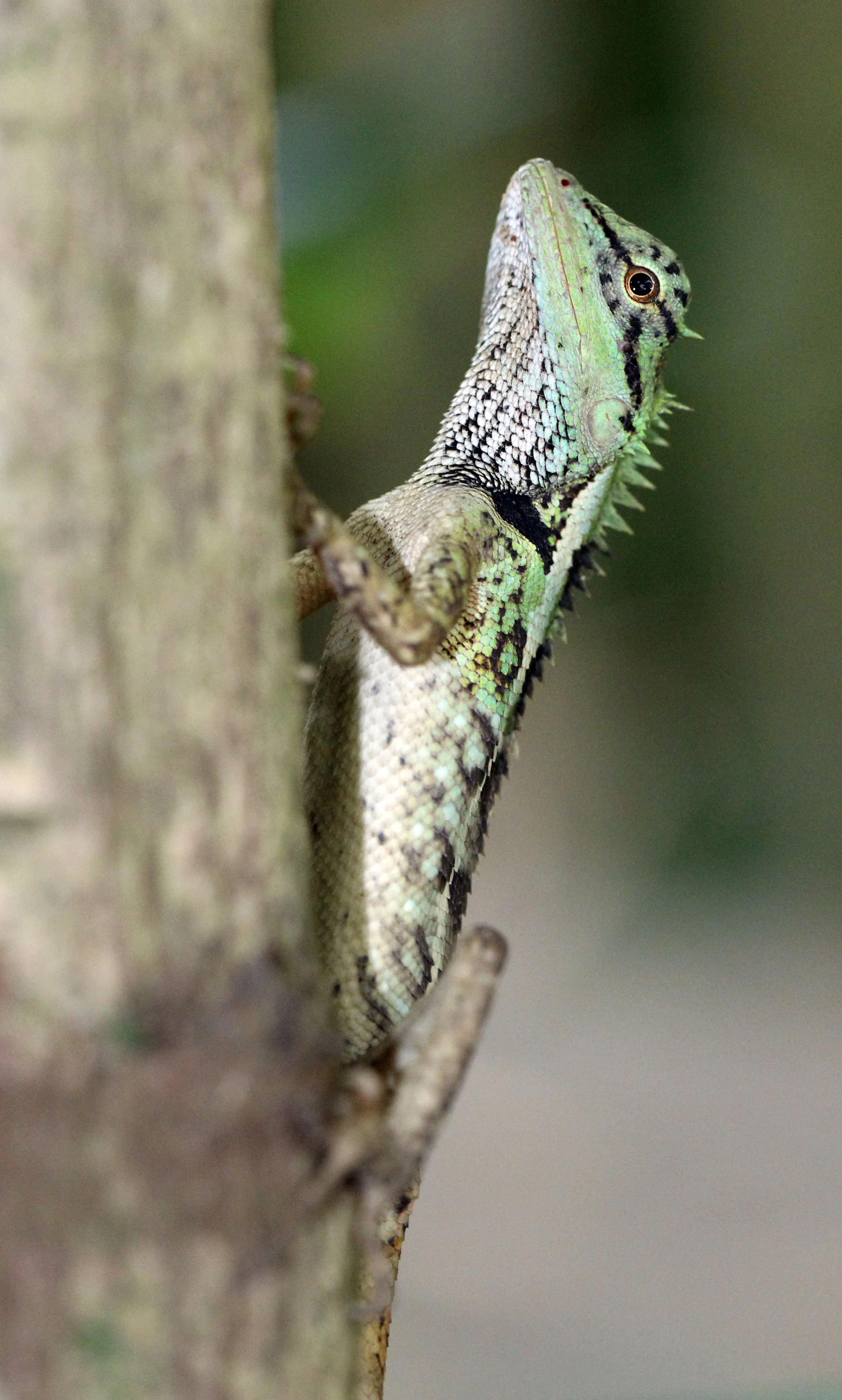 Calotes emma - EMMA GRAY'S FOREST LIZARD - KOH LANTA THAILAND (62).JPG