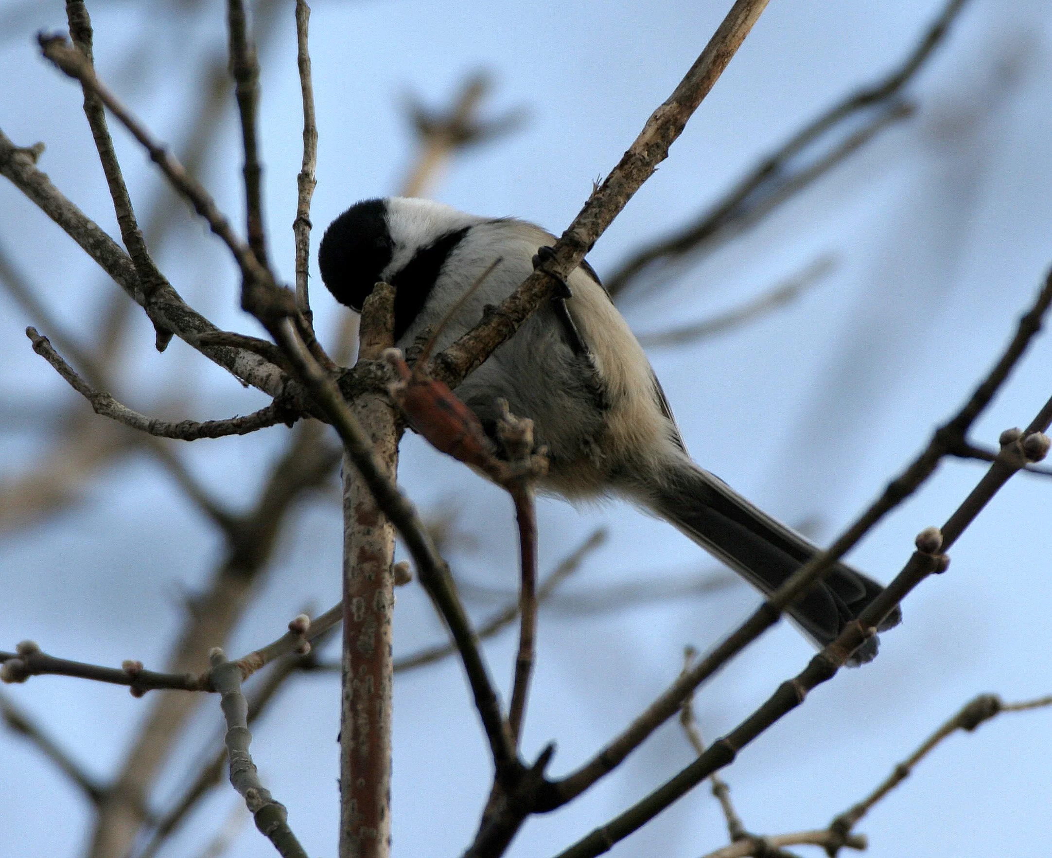 Black-capped chickadee (Poecile atricapillus) Lincoln Marsh, Wheaton Illinois (7).JPG