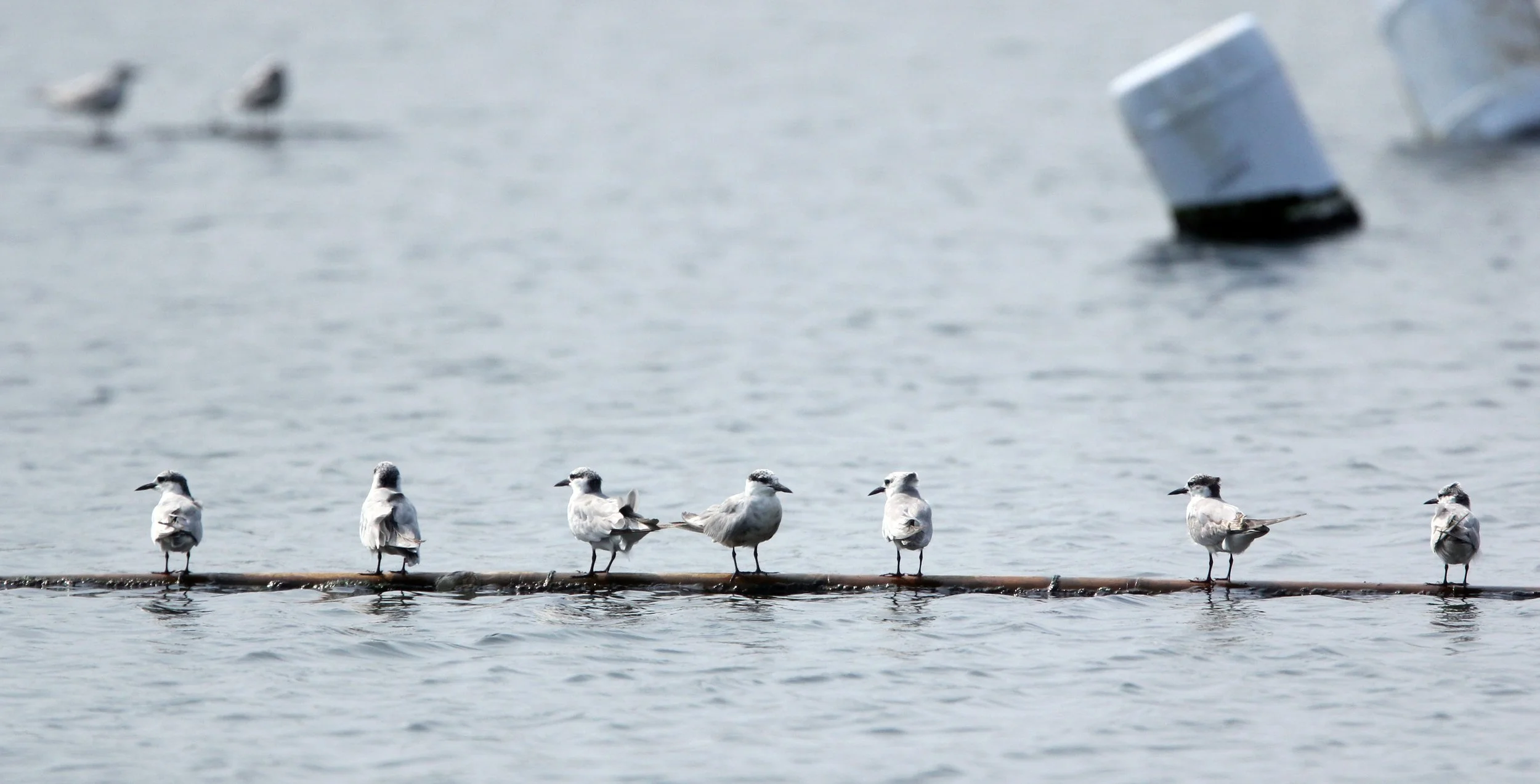 TERN - WHISKERED TERN - Chlidonias hybridus - KOK KHAM MACHACHAI - SALT PONDS - NEAR BANGKOK THAILAND (4).JPG