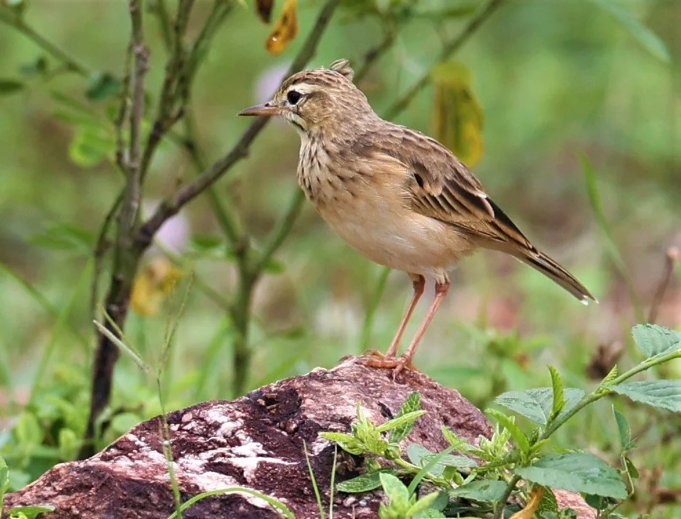 Paddyfield Pipit (Anthus rufulus) PHU PLU SCRUBLANDS PETBURI (9).jpg