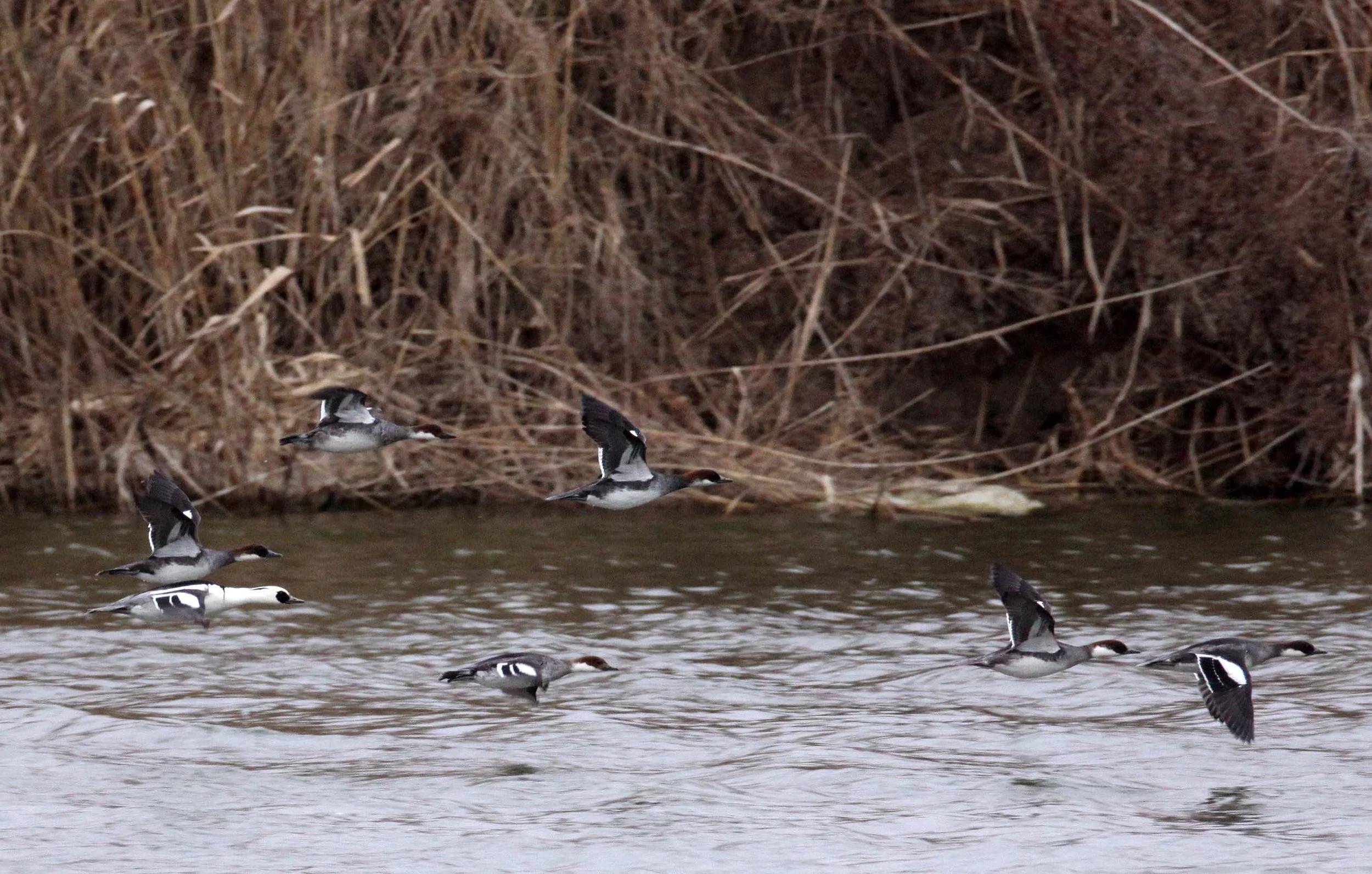 SMEW - Mergellus albellus - YANCHENG CHINA (8).JPG