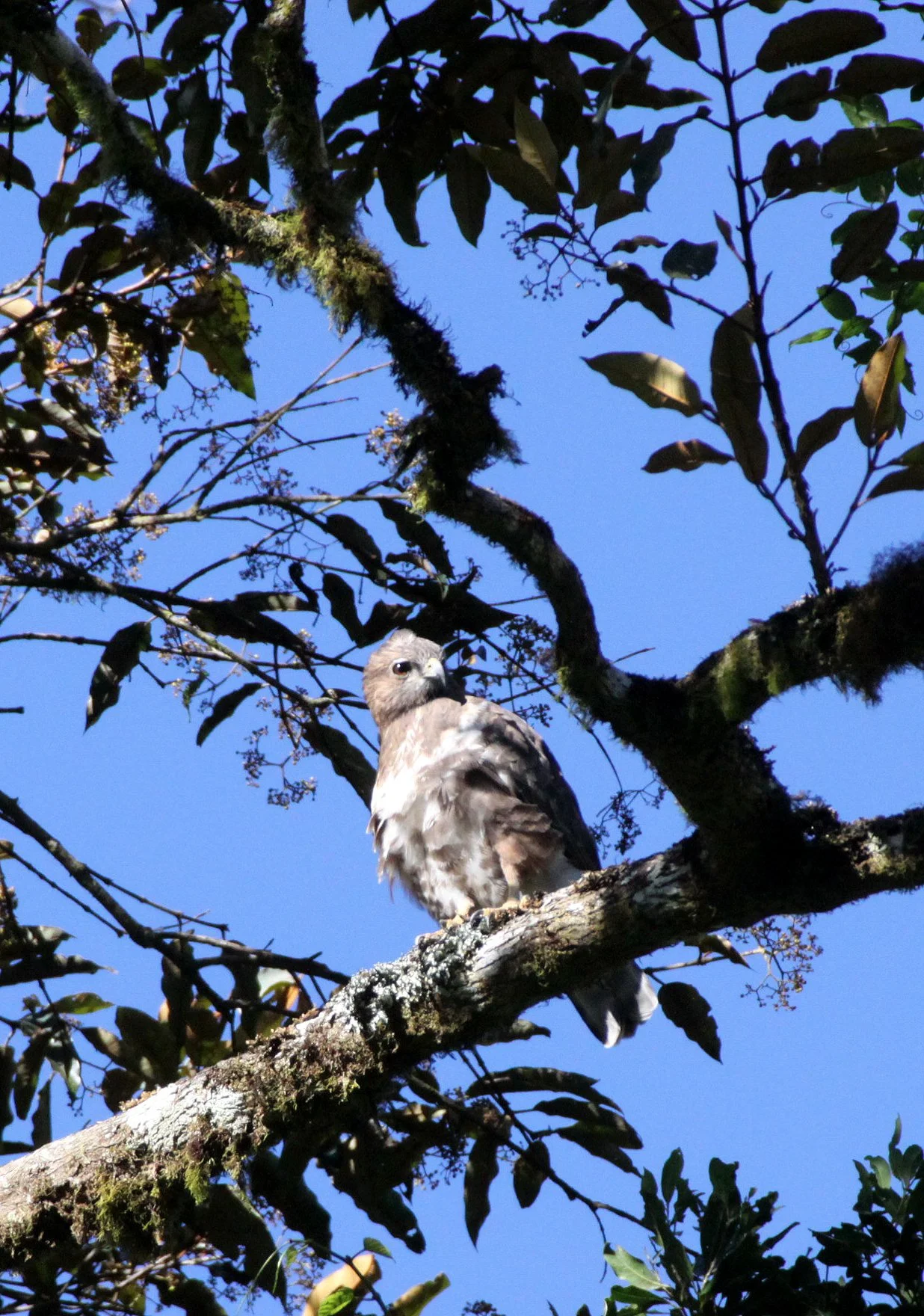 Buteo brachypterus - MADAGASCAR BUZZARD - MONTAGNE D'AMBRE NATIONAL PARK MADAGASCAR (2).JPG