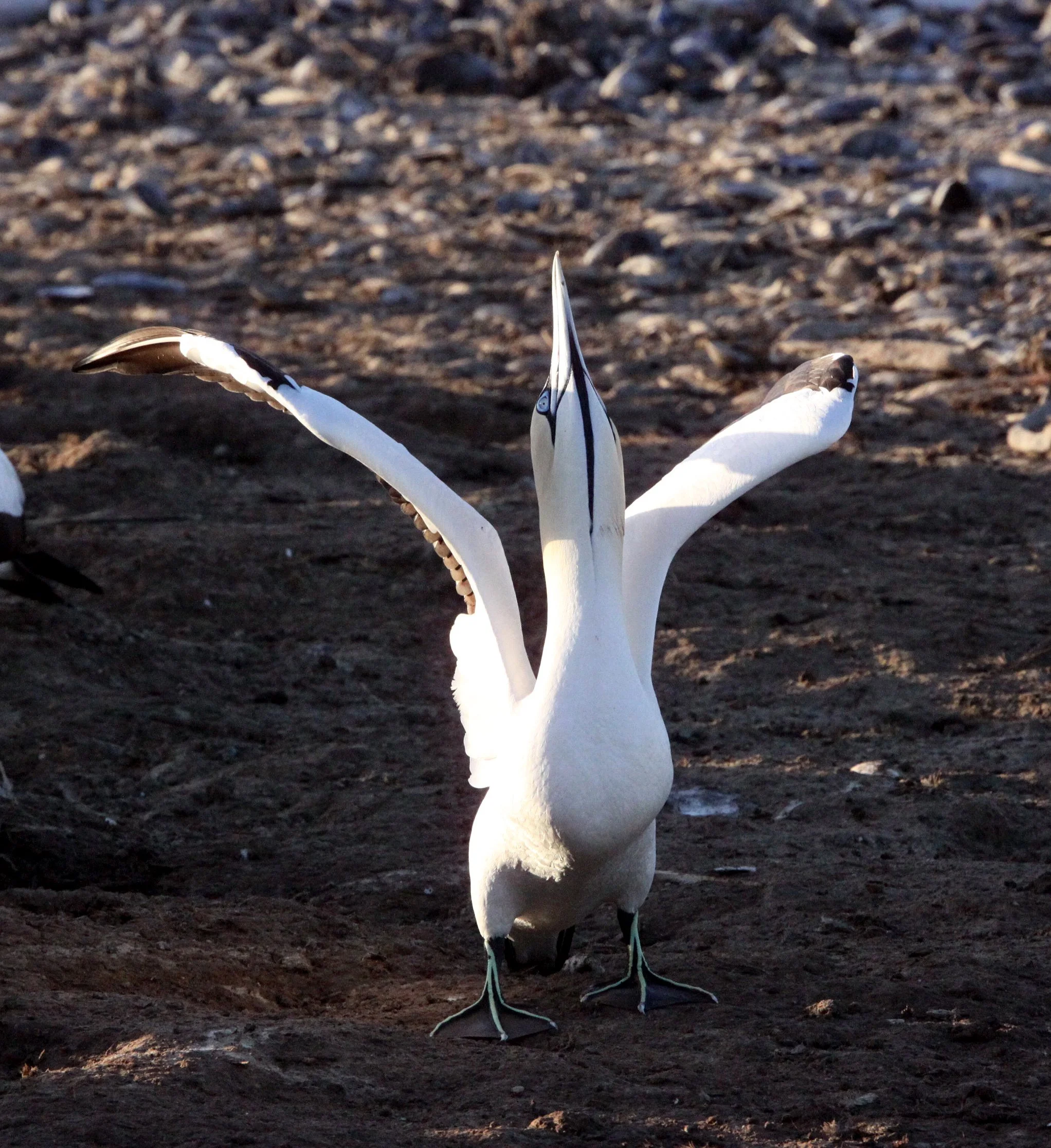 Cape gannet (Morus capensis) Lambert's Bay South Africa (74).JPG