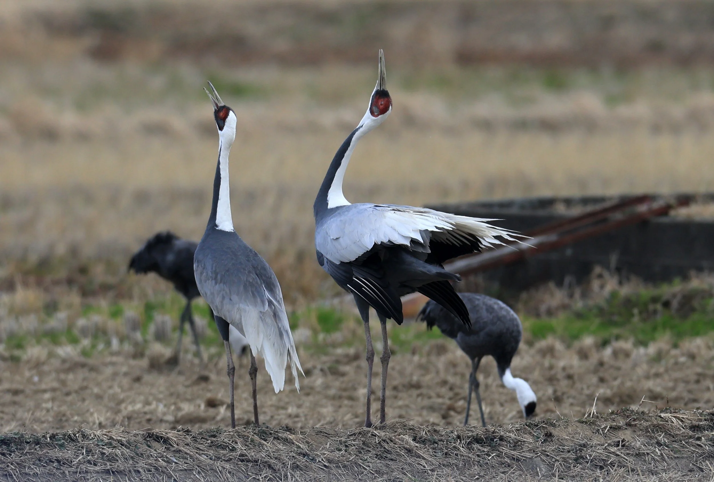 White-naped Crane (Antigone vipio) Izumi Crane Park & Center, Izumi Kagoshima Kyushu Japan (147).jpg