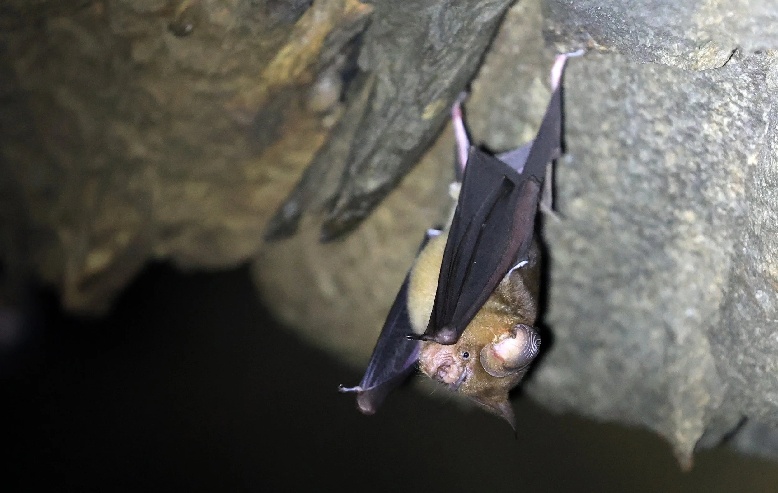 Horsfield’s Leaf-nosed Bat (Hipposideros larvatus) Wat Sa Nam Sai Temple Pak Chong Thailand (32).jpg