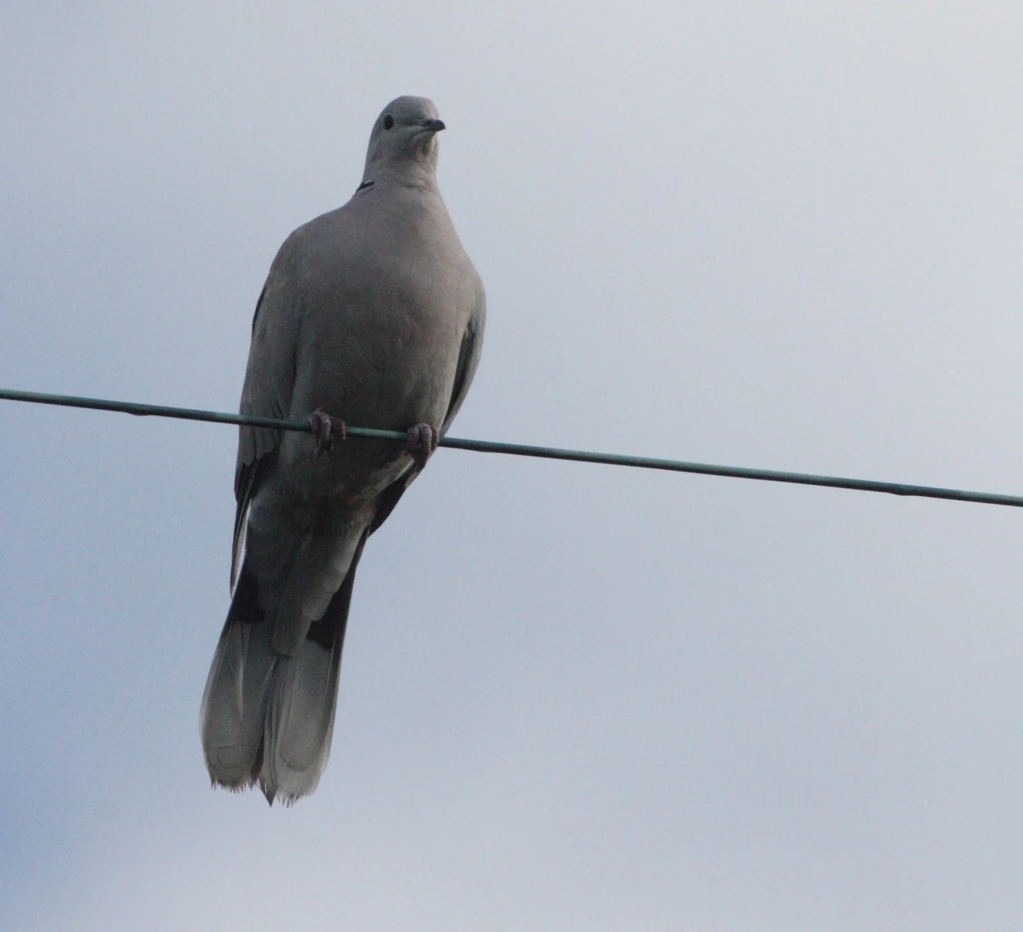 Mourning Dove (Zenaida macroura) Sequim Prairie Washington (6).JPG