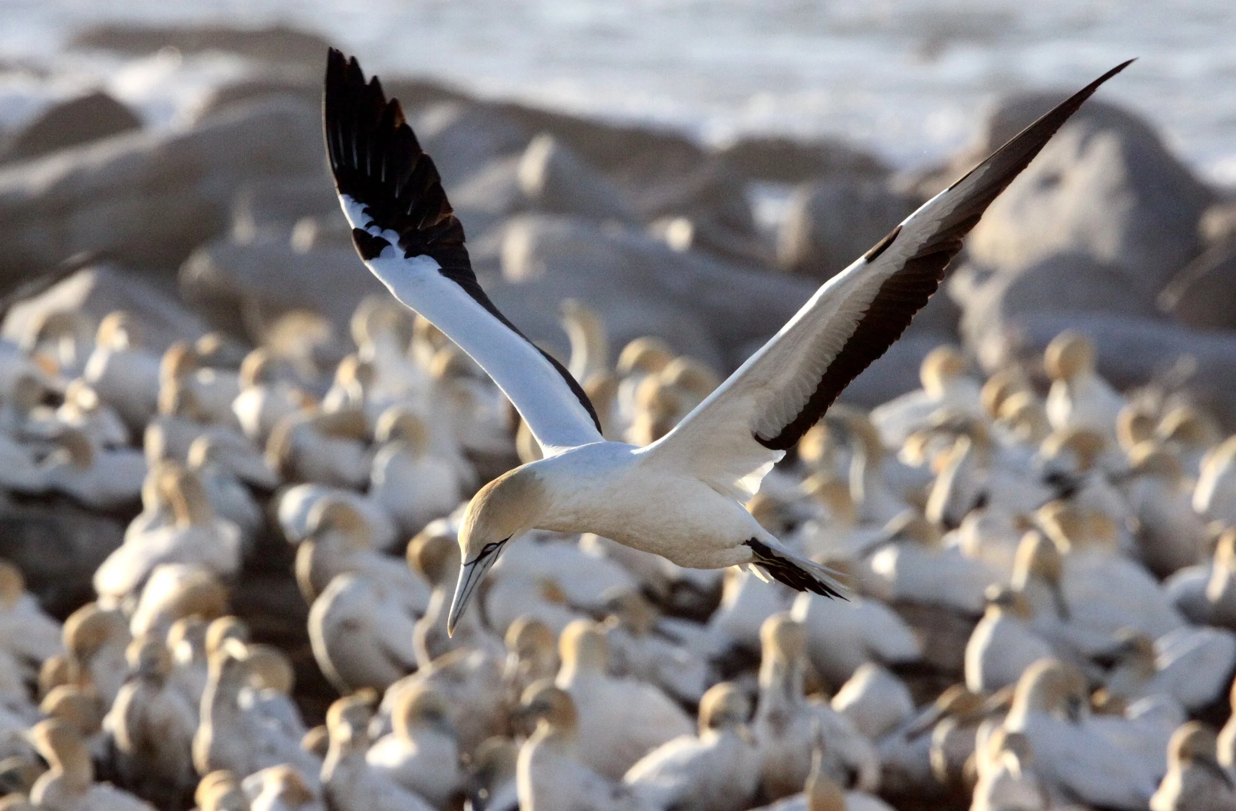 Cape gannet (Morus capensis) Lambert's Bay South Africa (30).JPG