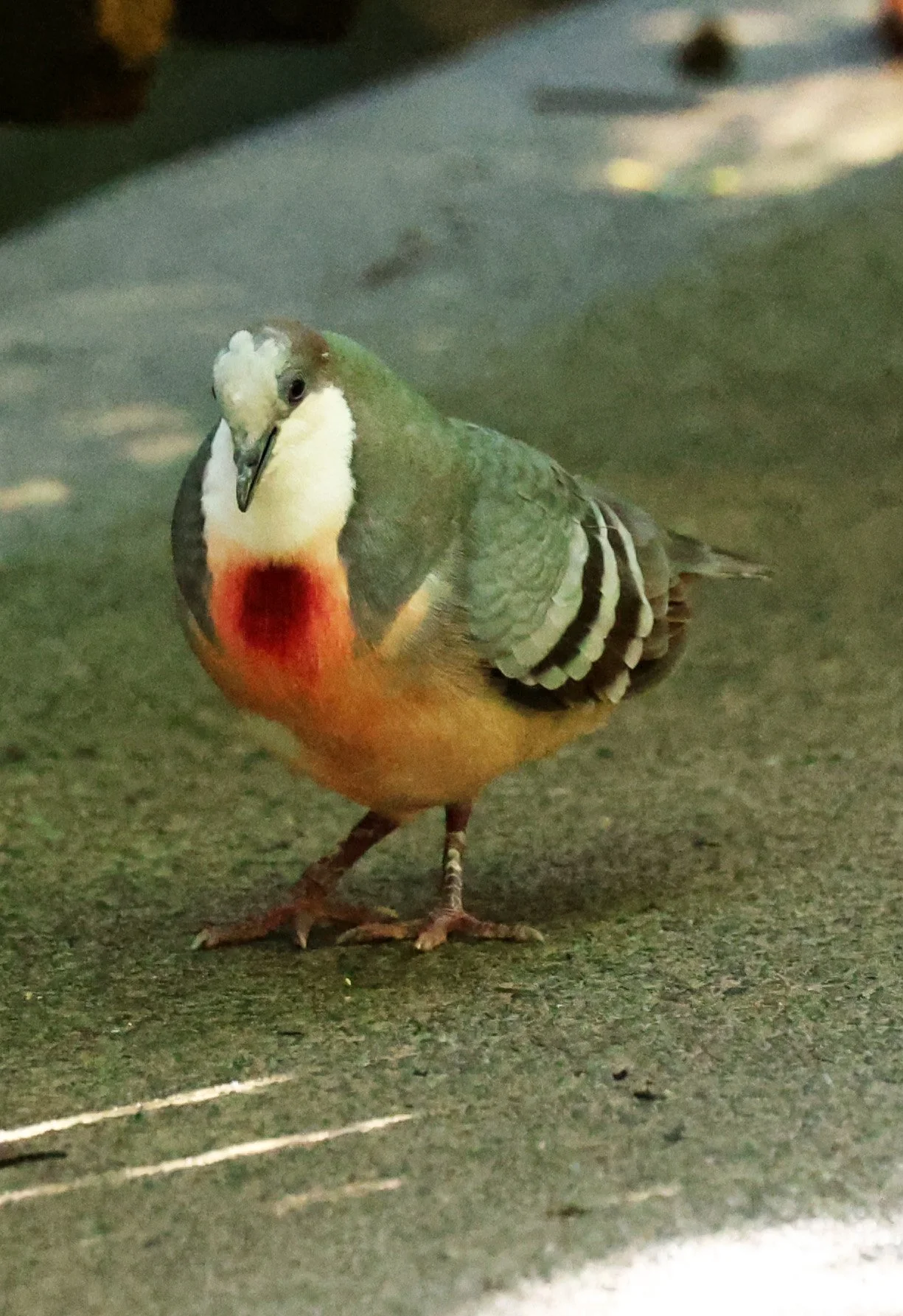 Luzon bleeding-heart dove (Gallicolumba luzonica) Lone Pine Wildlife Sanctuary Brisbane - Queensland (6).jpg