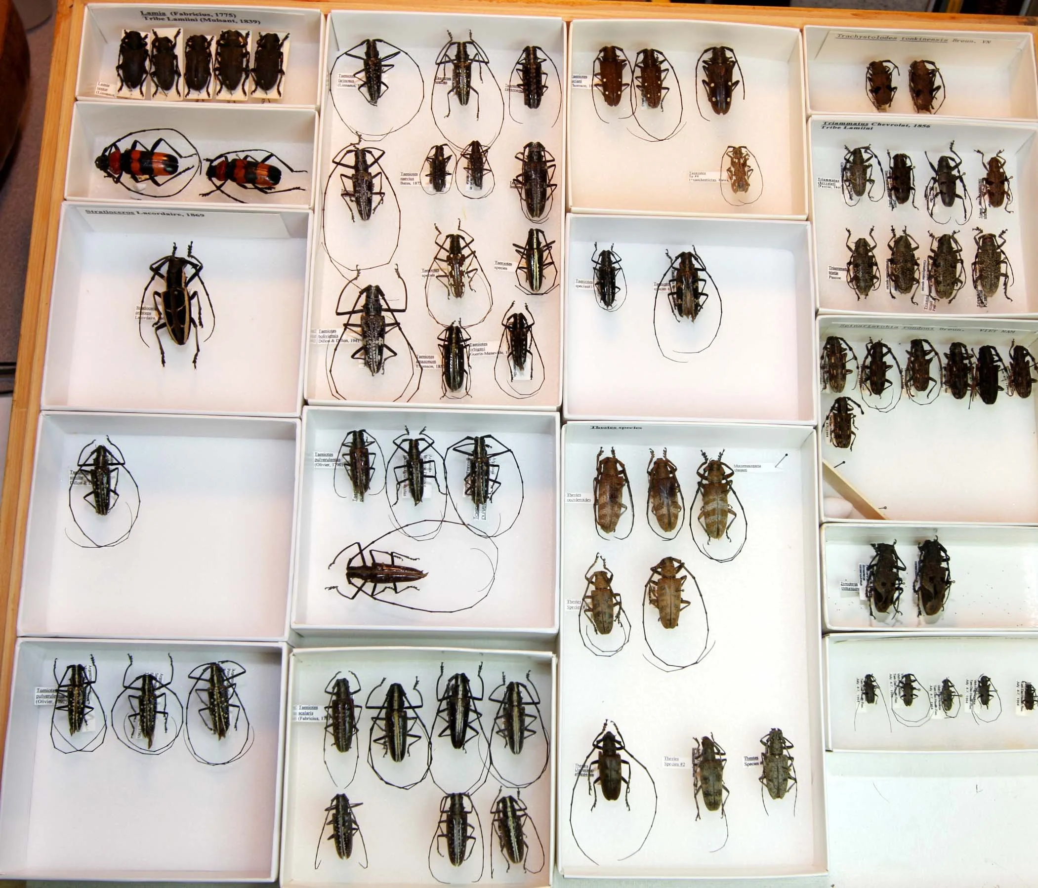 24 Lamiinae - Lamiini.JPG