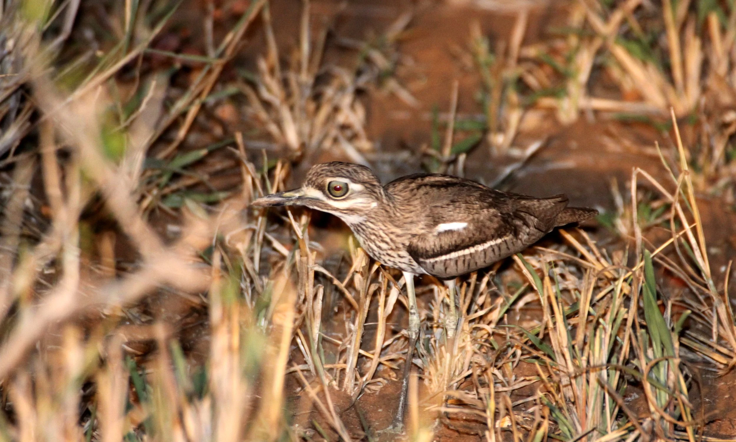 THICK-KNEE - WATER THICK-KNEE - Burhinus vermiculatus -  OR DIKKOP - KRUGER NATIONAL PARK SOUTH AFRICA  (4).JPG