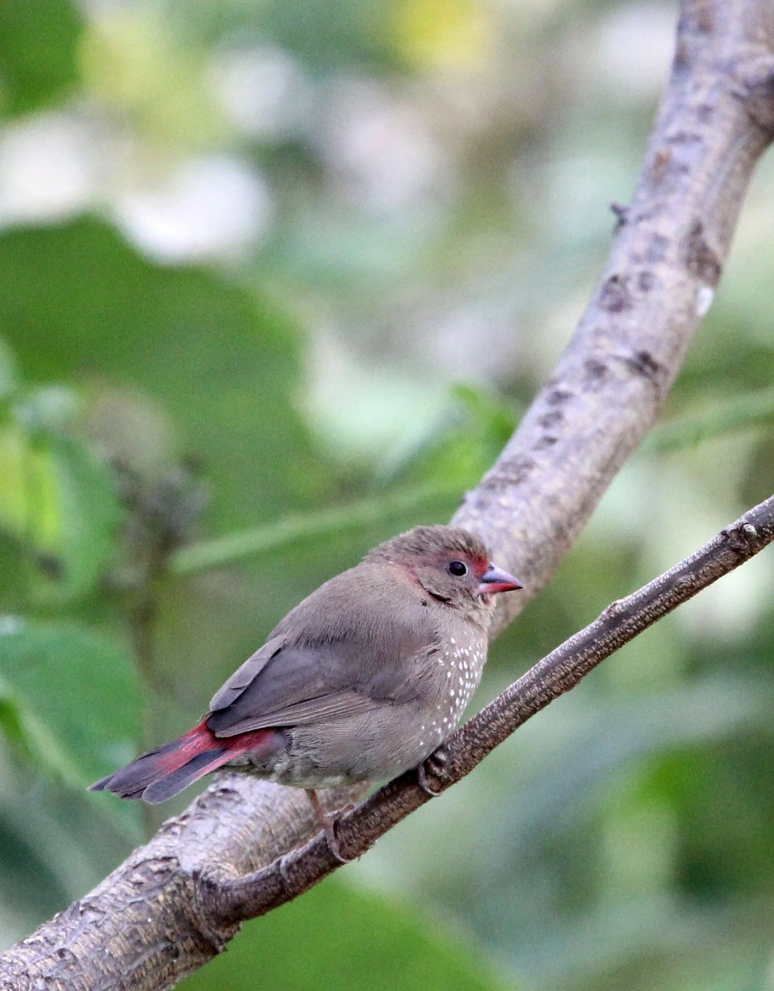 Genus Lagonosticta Firefinches — Coke Smith Wildlife