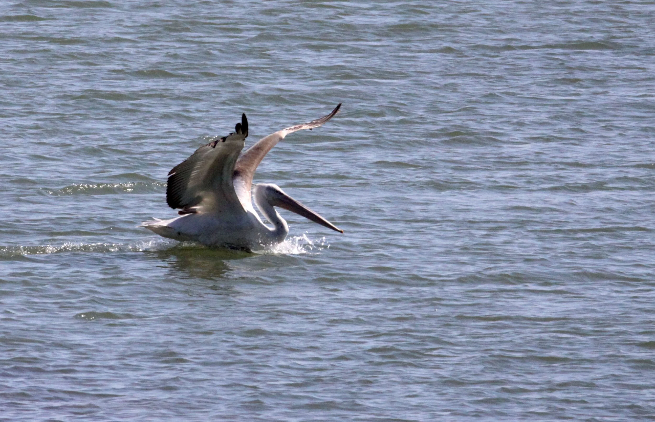 Pelecanus crispus - DALMATIAN PELICAN - GIR FOREST GUJARAT INDIA (84).JPG