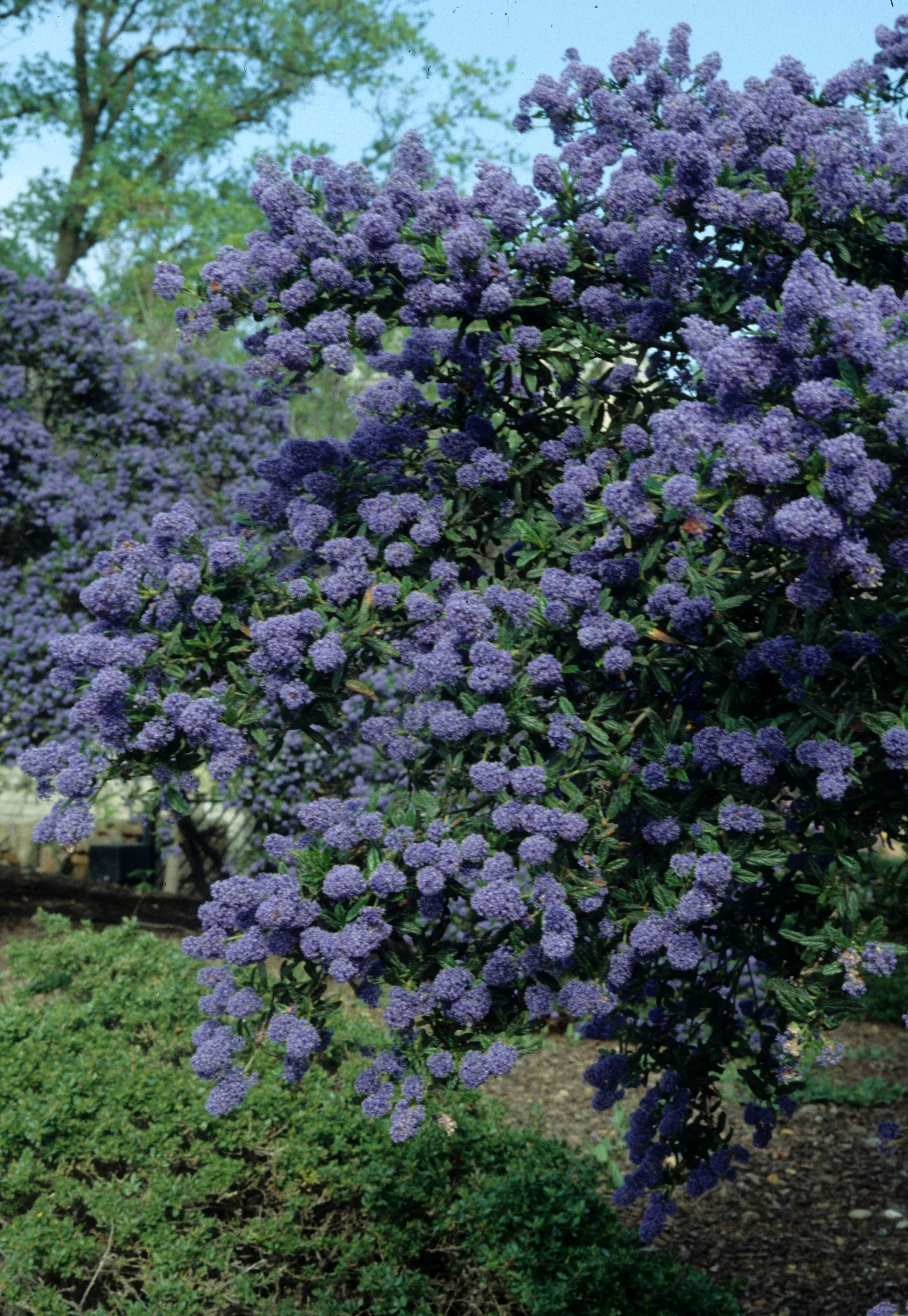 CALIFORNIA - SIERRA - CEONOTHUS SPECIES - FOOTHILLS.jpg
