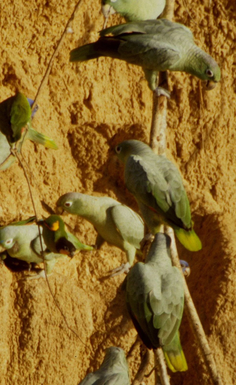 BIRD - PARROT - MEALY - MANU PERU D.jpg