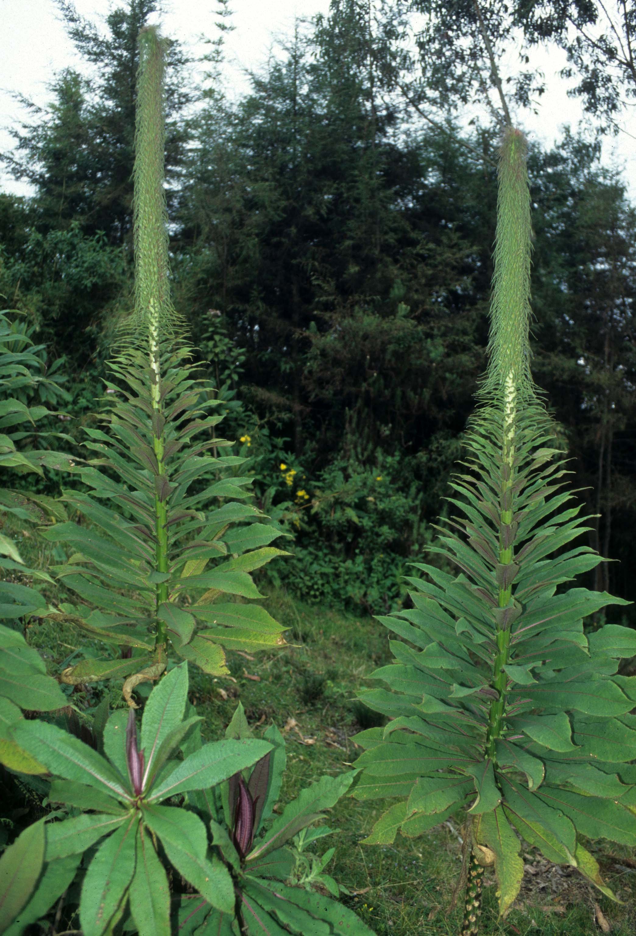 RWANDA - PLANTS - LOBELIA. A.jpg