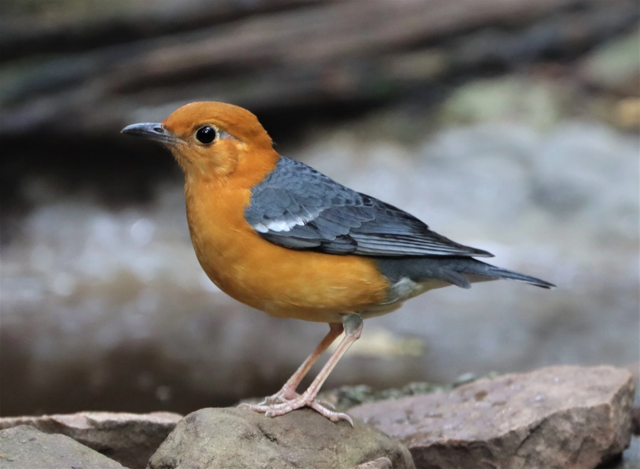 Orange-headed Thrush (Zoothera citrina) Neung Hide Kaeng Krachan NP (12).jpg