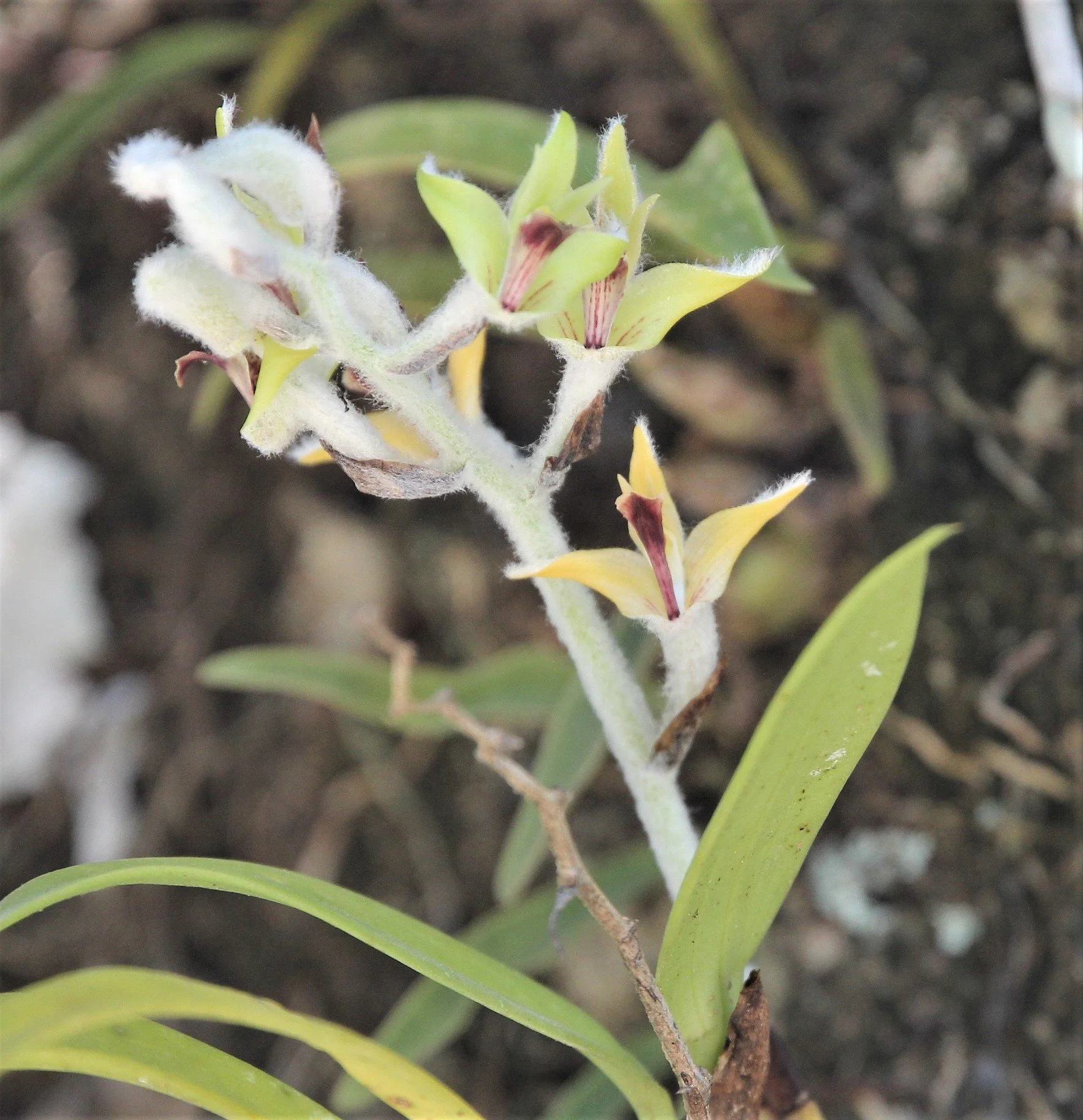 Dendrolirium lasiopetalum, synonym Eria lasiopetala, is a species of orchid. It is native to a region from Bangladesh east to Hong Kong, south through much of Southeast Asia