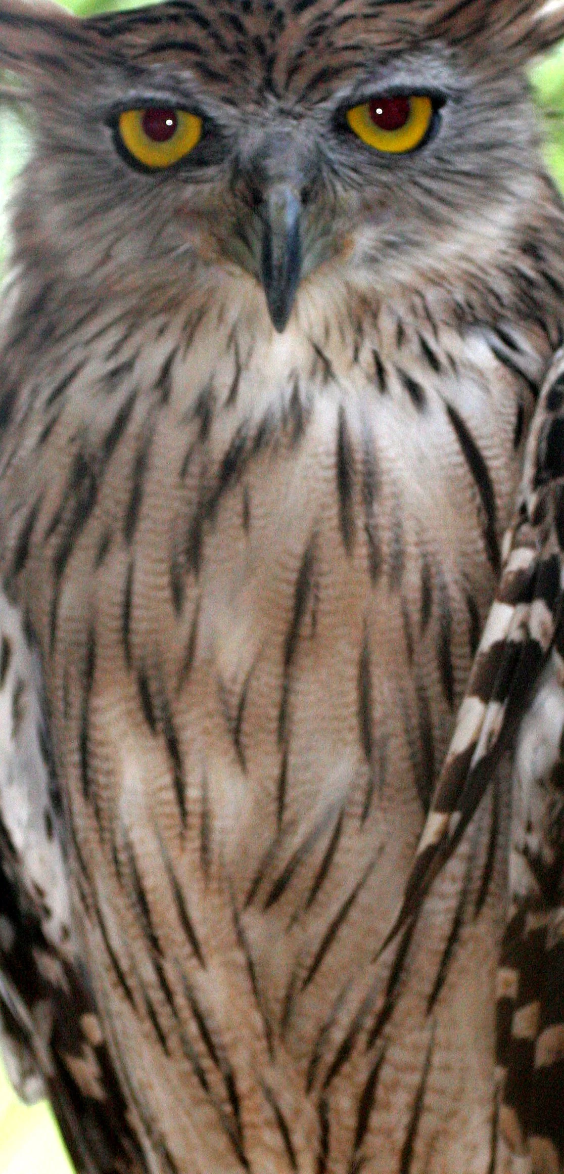 Ketupa ketupu - BUFFY FISH-OWL - NST ZOO THAILAND (3).JPG