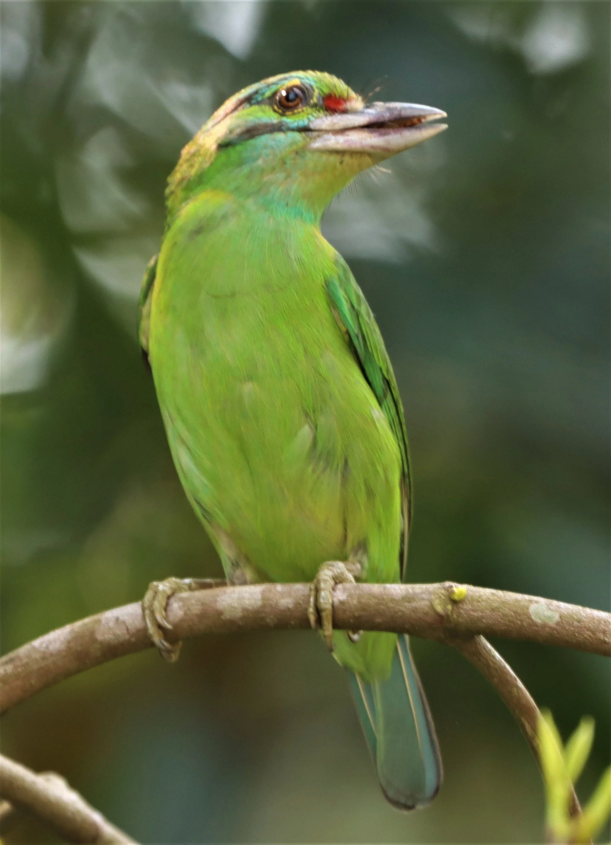 BARBET - MOUSTACHED BARBET - Megalaima incognita -  KHAO YAI NATIONAL PARK (15).jpg
