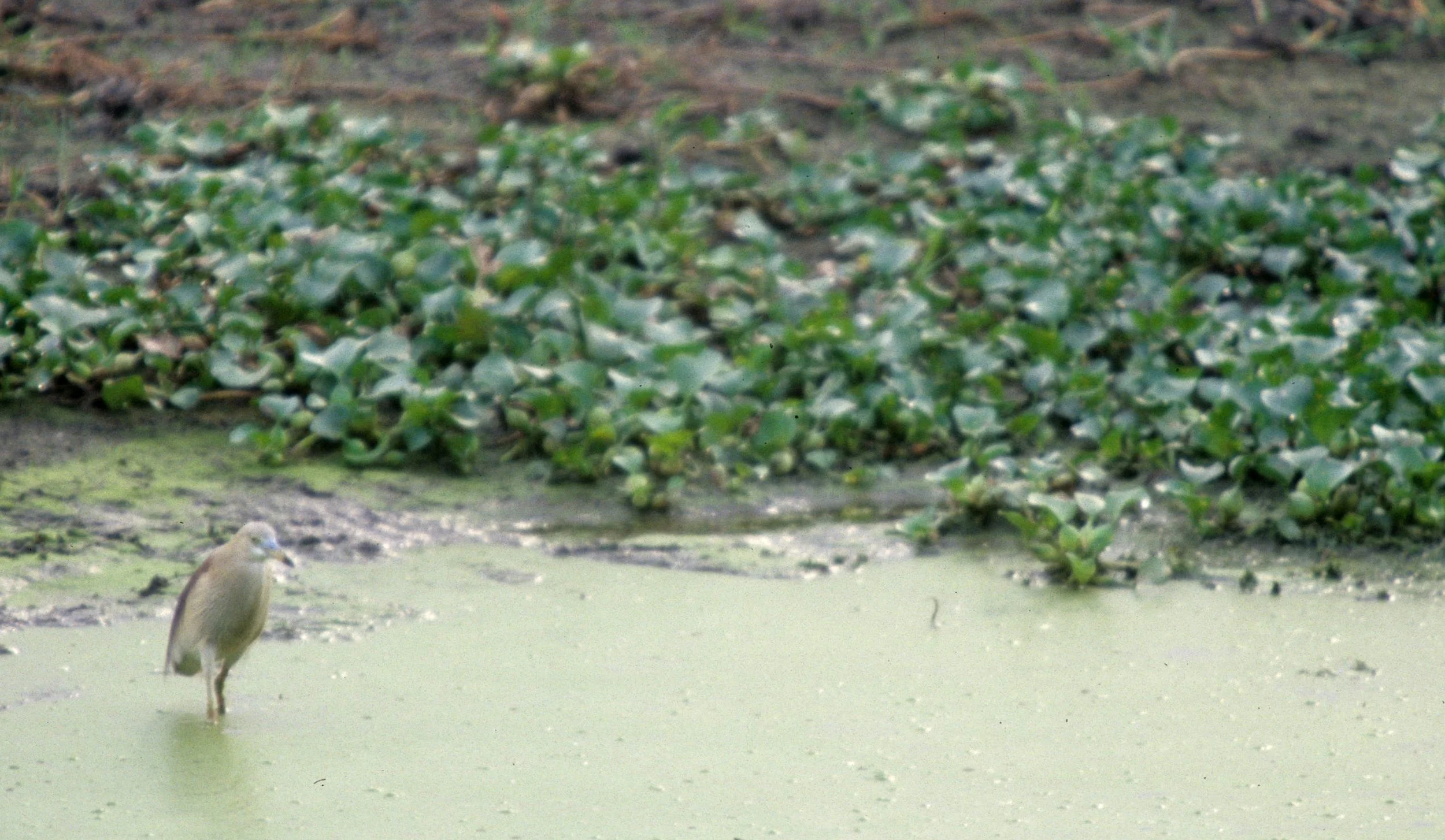 BIRD - HERON - SPECIES B - KALEODEO NP INDIA.jpg