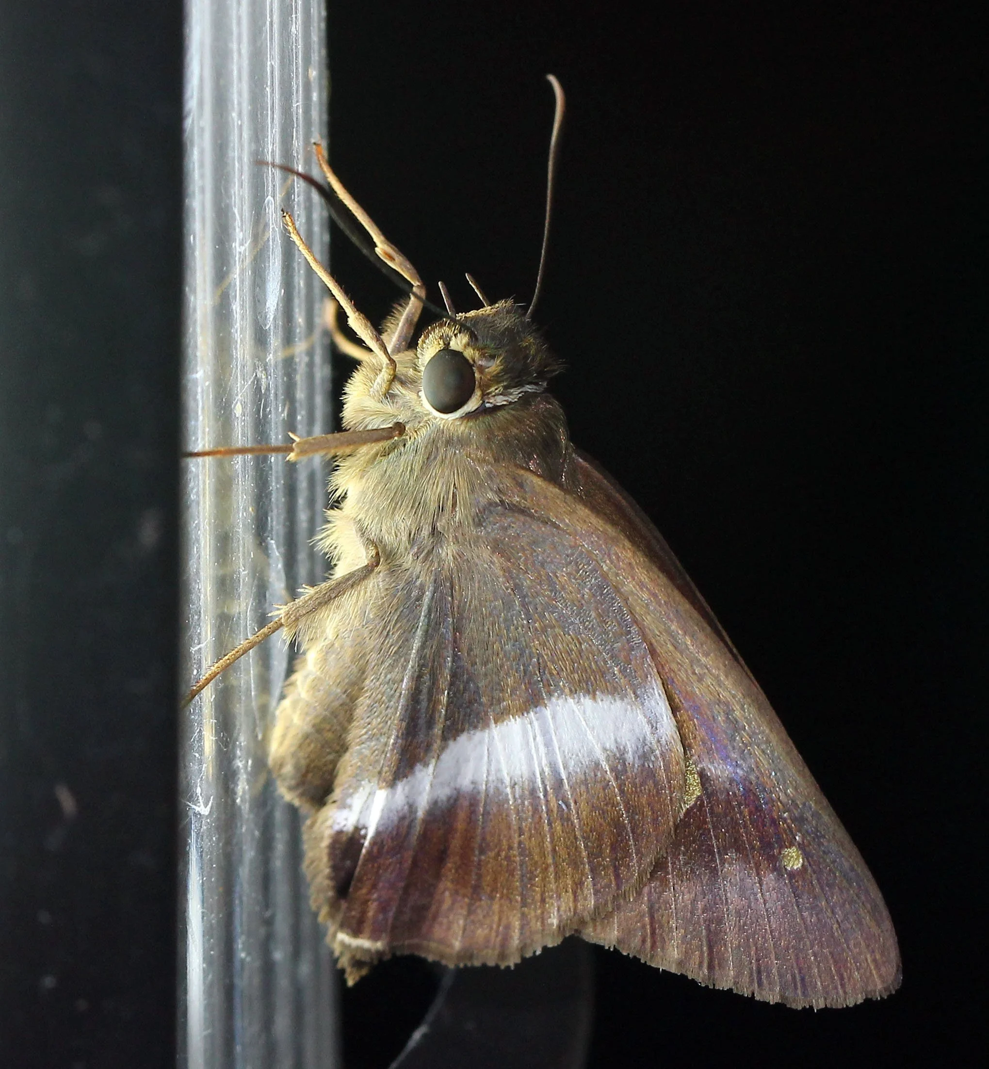 Hesperiidae - Hasora badra - Koh Lanta, Thailand