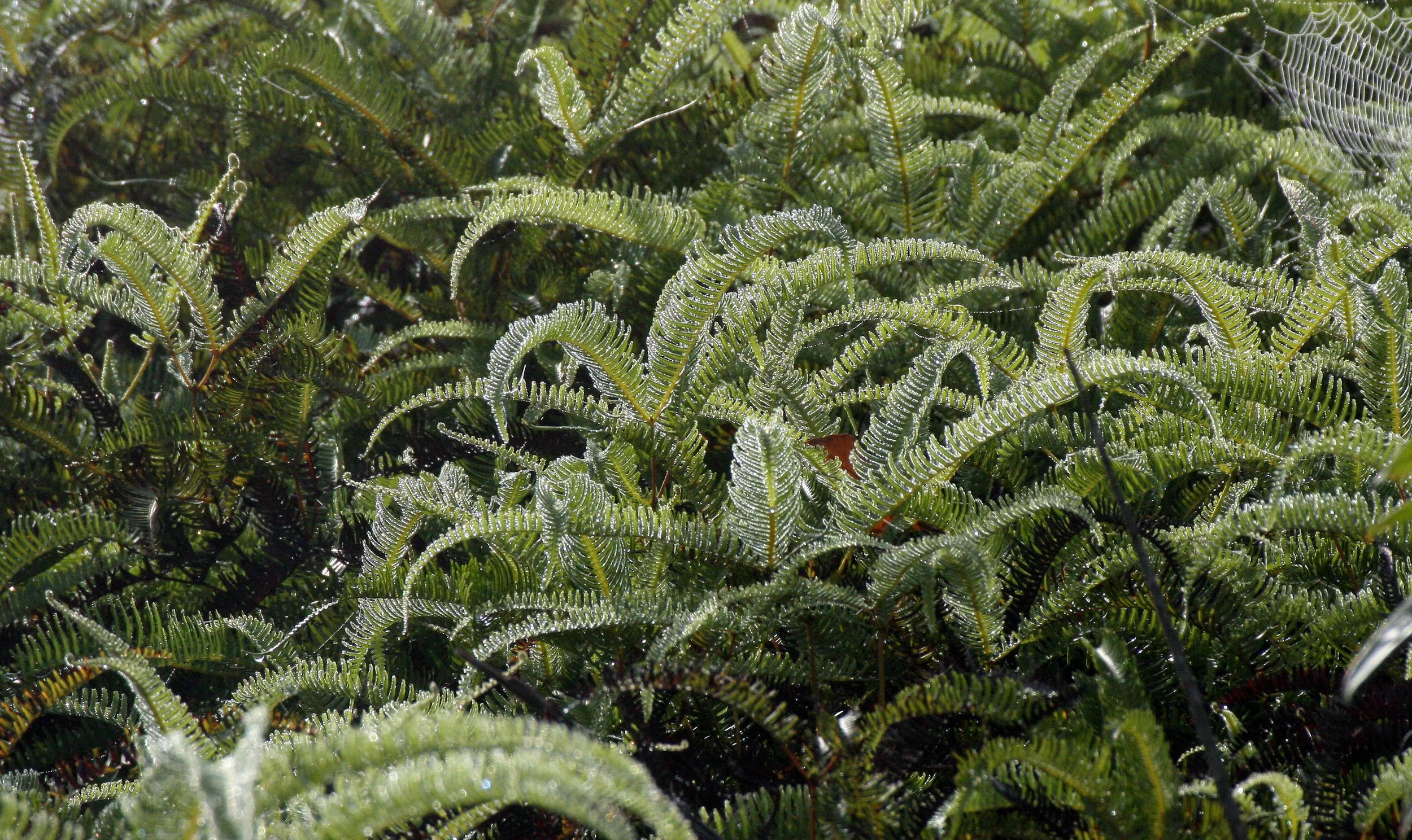 KRUNG CHIN NP - THALE MOG VIEW POINT (3).JPG