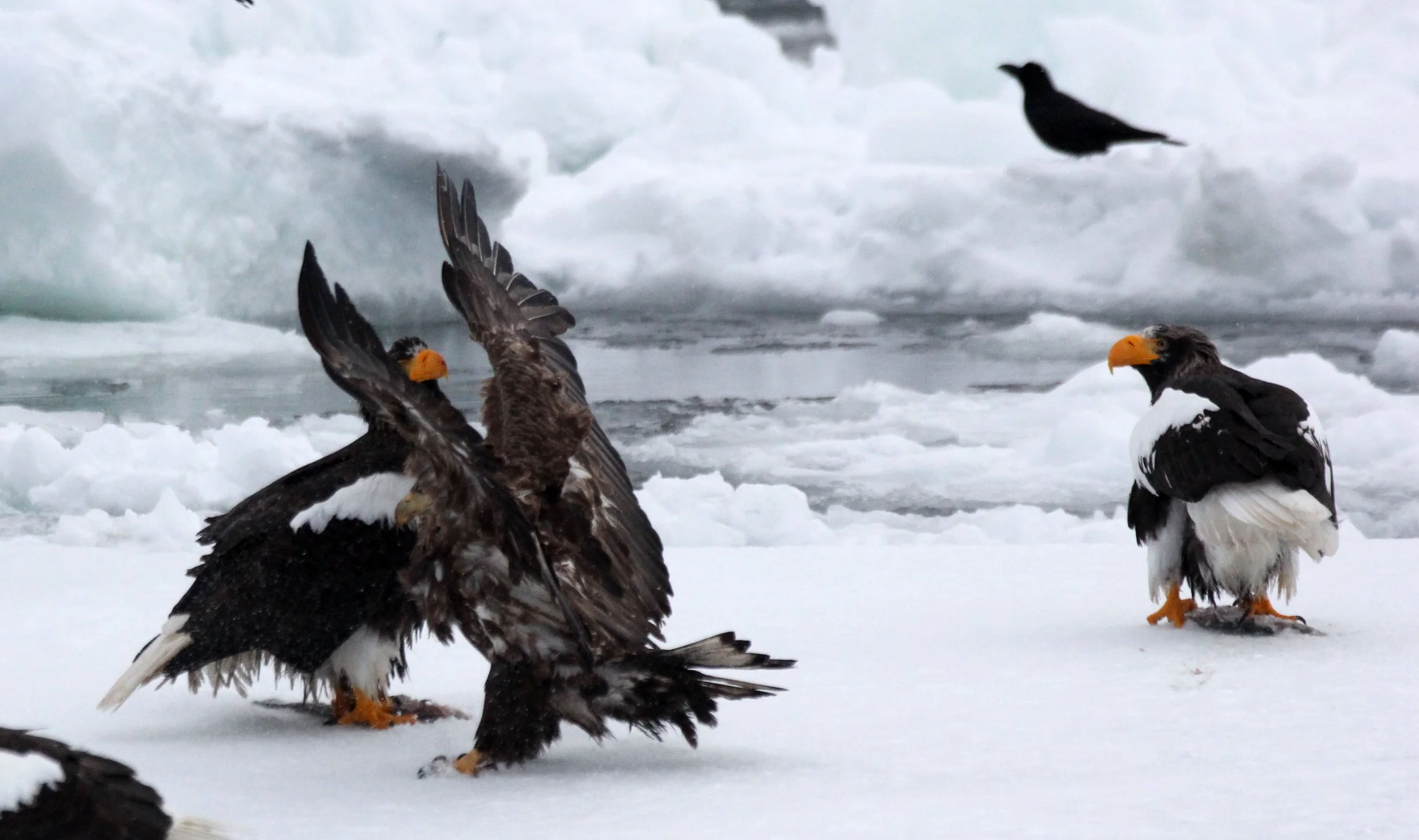 Haliaeetus albicilla - WHITE-TAILED EAGLE - RAUSU, SHIRETOKO PENINSULA, HOKKAIDO JAPAN (372).JPG