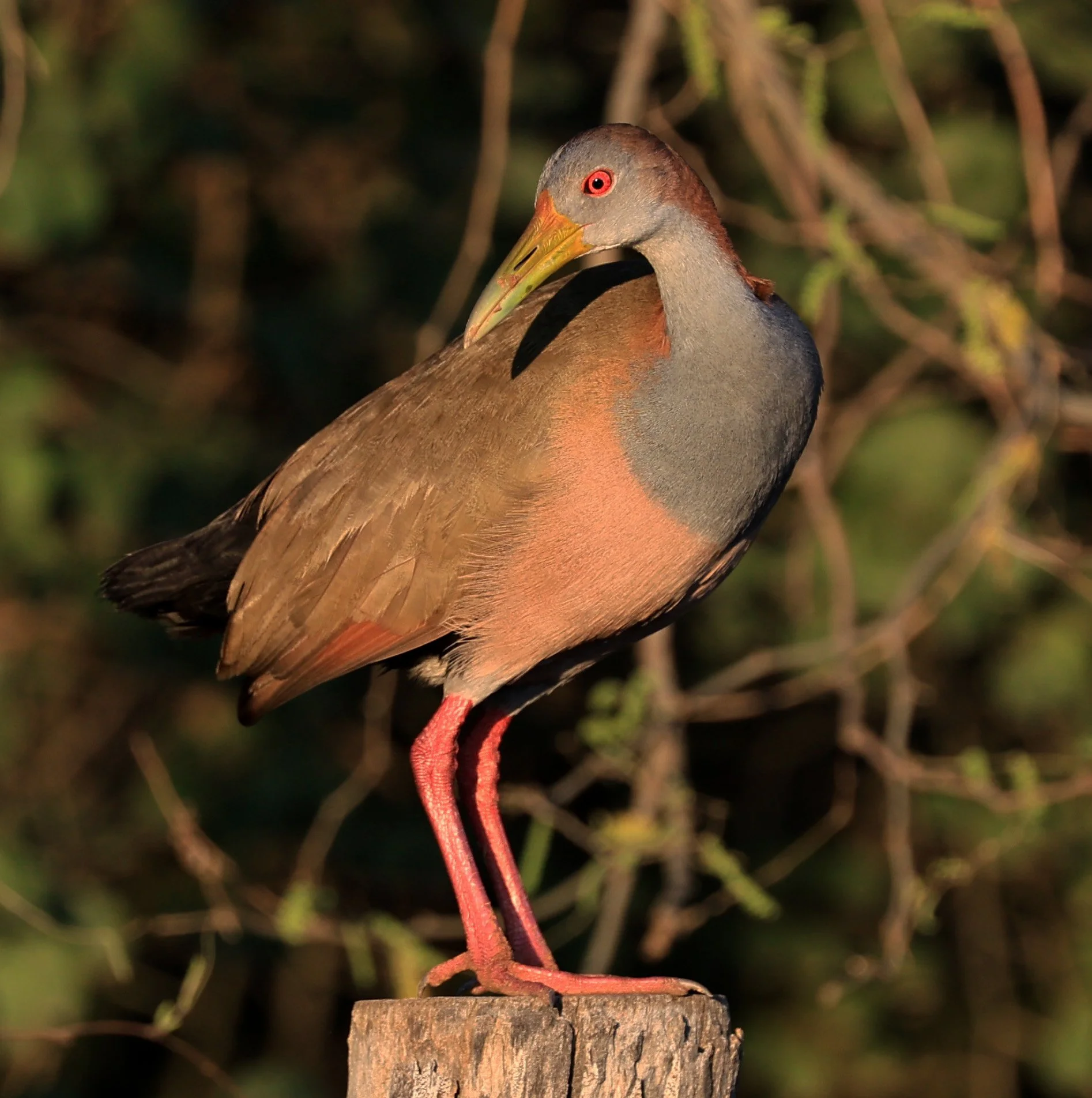 Giant Wood-Rail (Aramides ypecaha) Paraguay