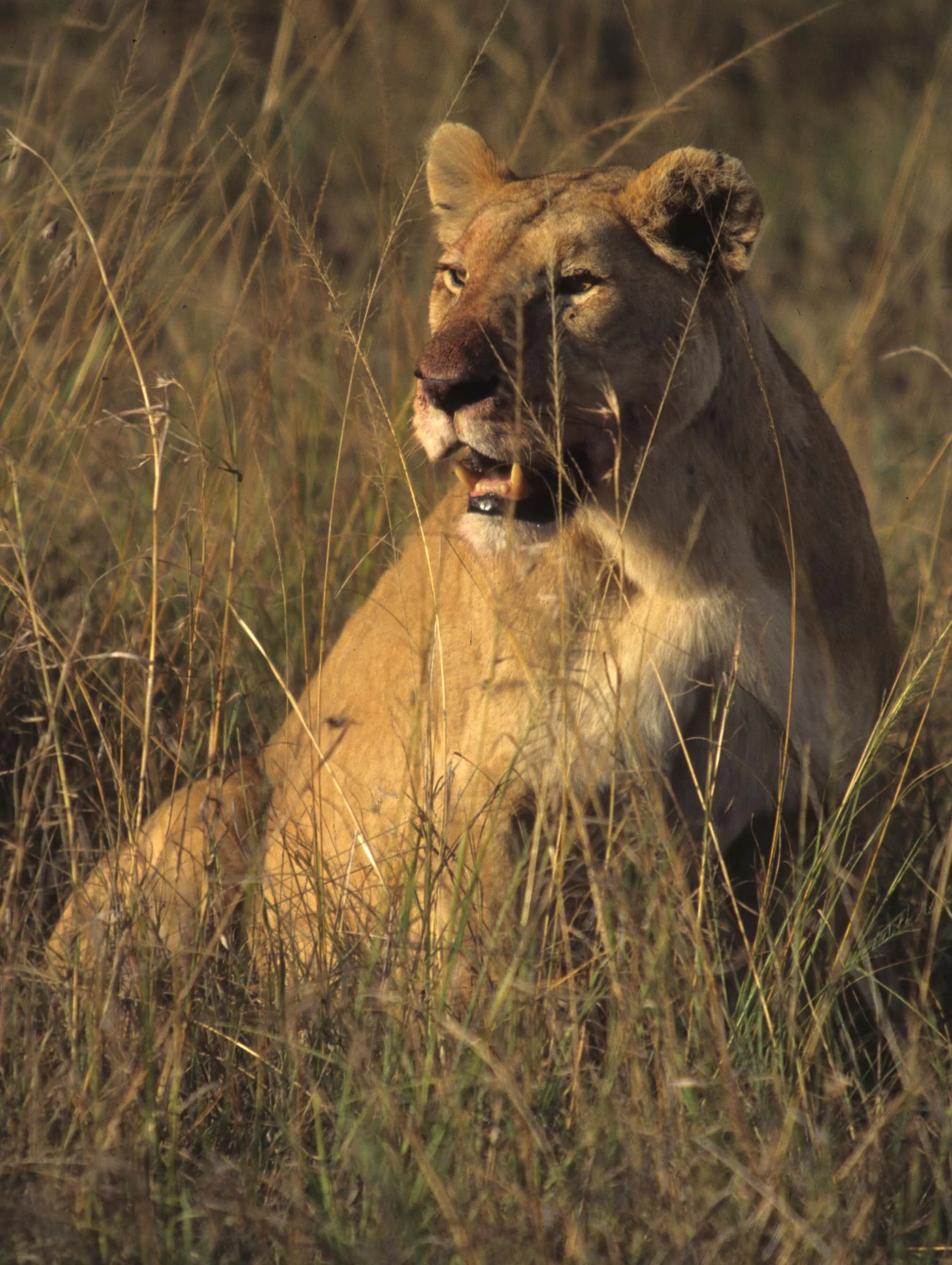 FELID - LION - SERENGETI (18).jpg