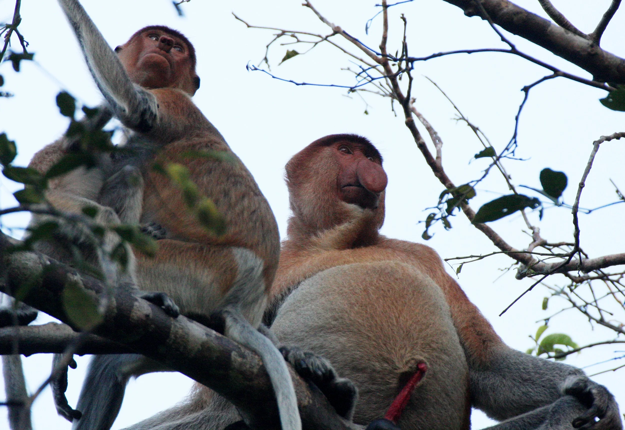 CERCOPITHECIDAE - Nasalis larvatus -PROBOSCIS MONKEY TROOP - KINABATANGAN RIVER BORNEO  (59).JPG