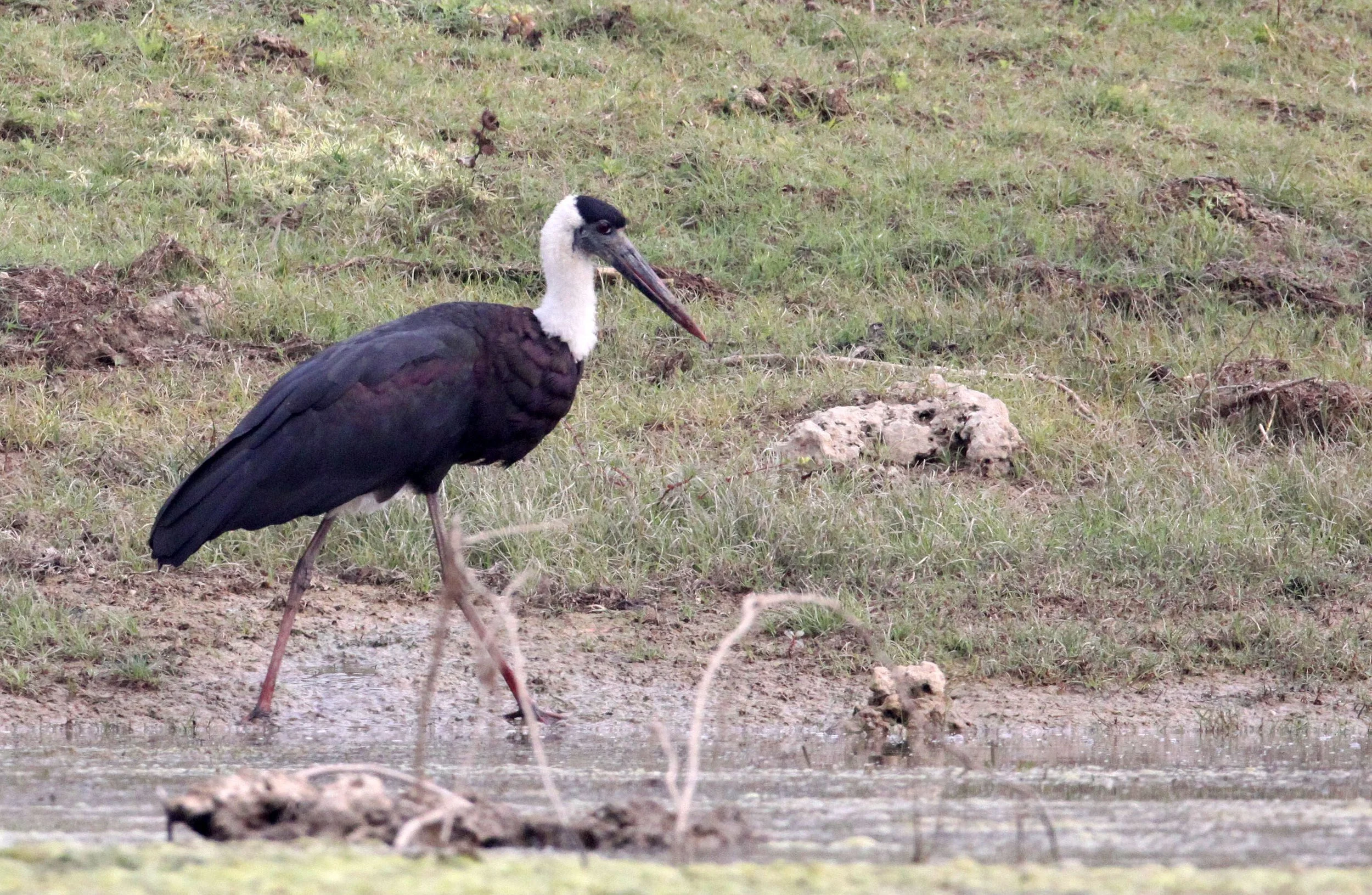 STORK - WOOLLY-NECKED STORK - Ciconia episcopus - CHAMBAL RIVER SANCTUARY INDIA (10).JPG