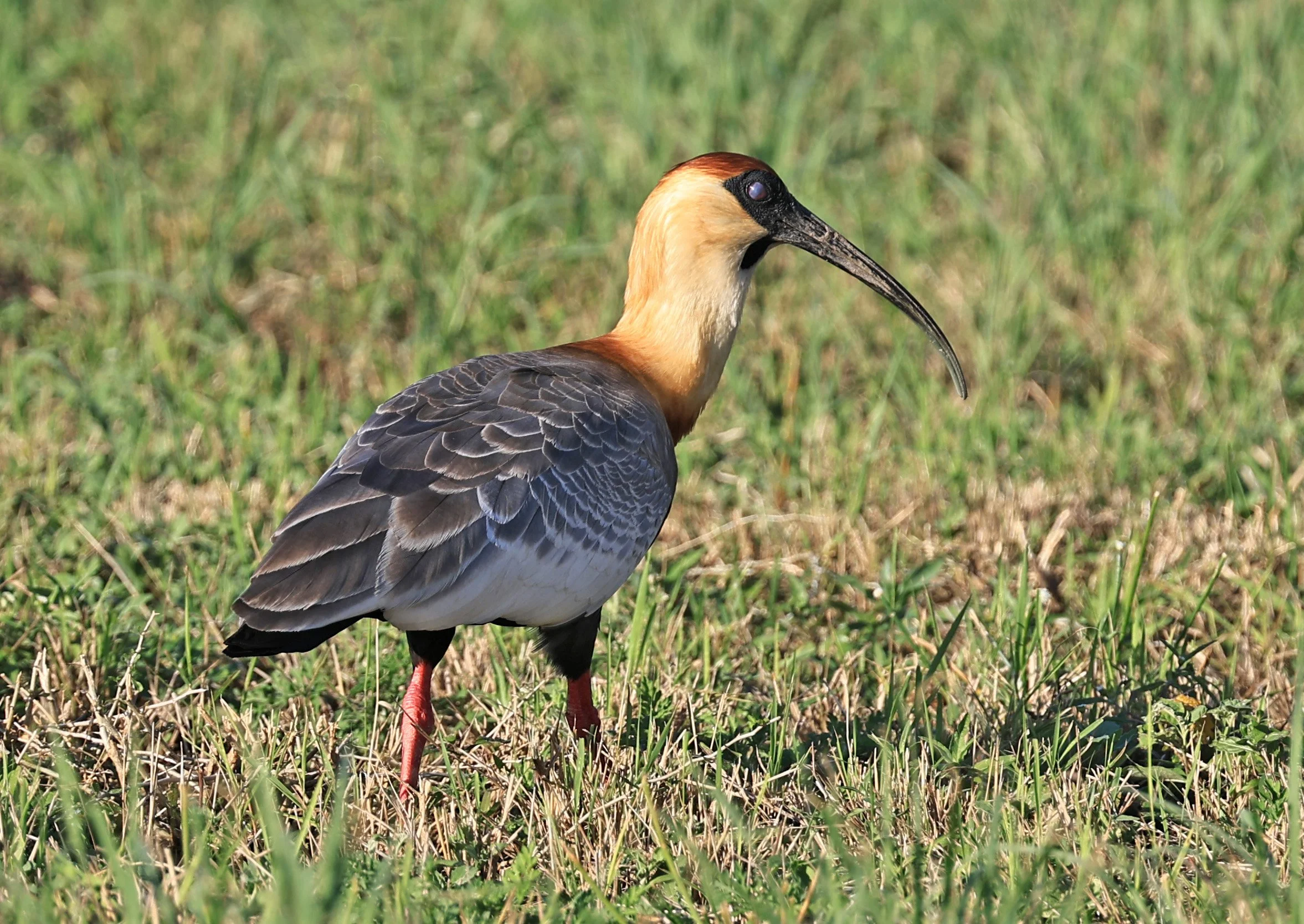 Buff-necked Ibis (Theristicus caudatus) Campo'i Paraguay