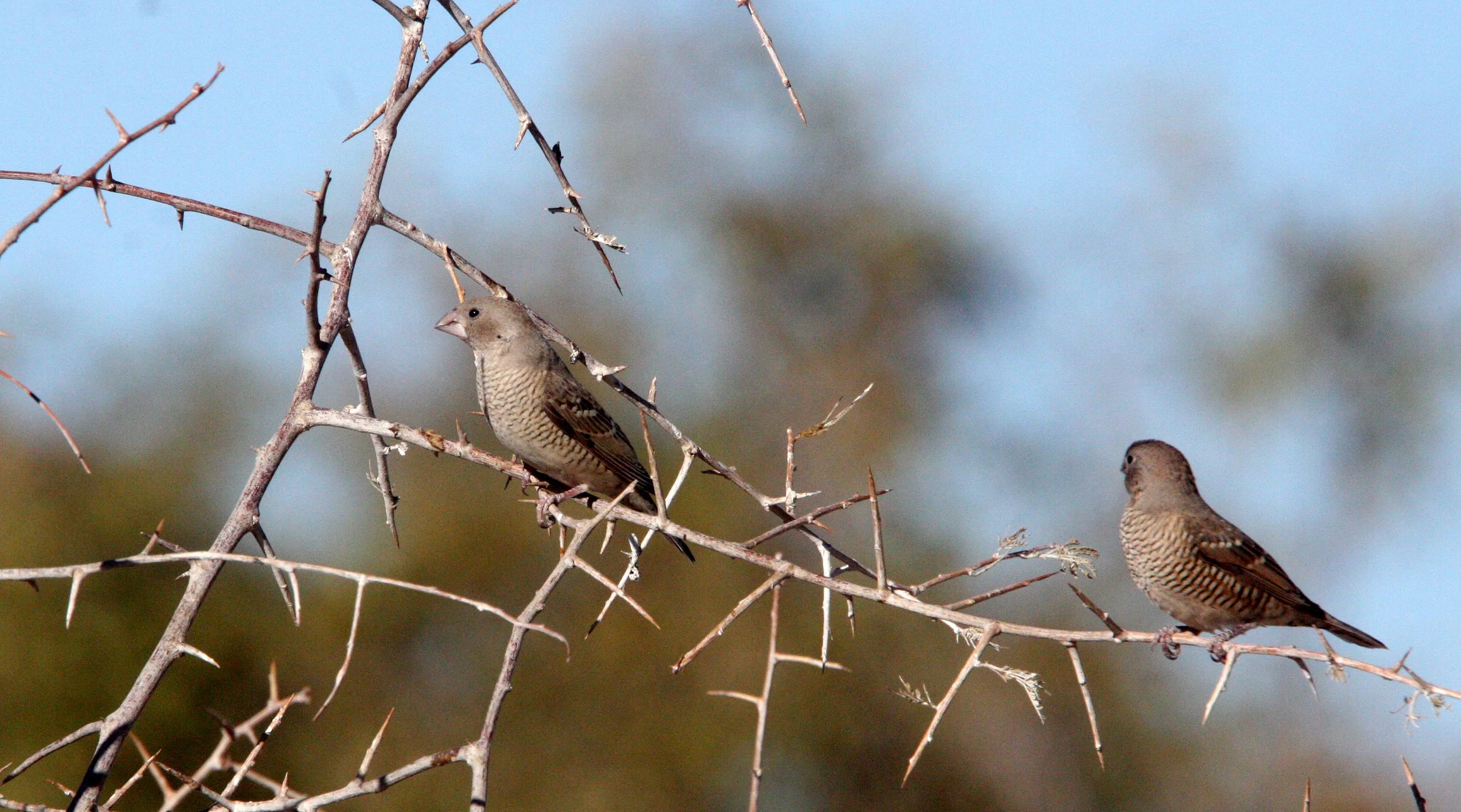 Red-headed Finch (Amadina erythrocephala) Etosha NP, Namibia