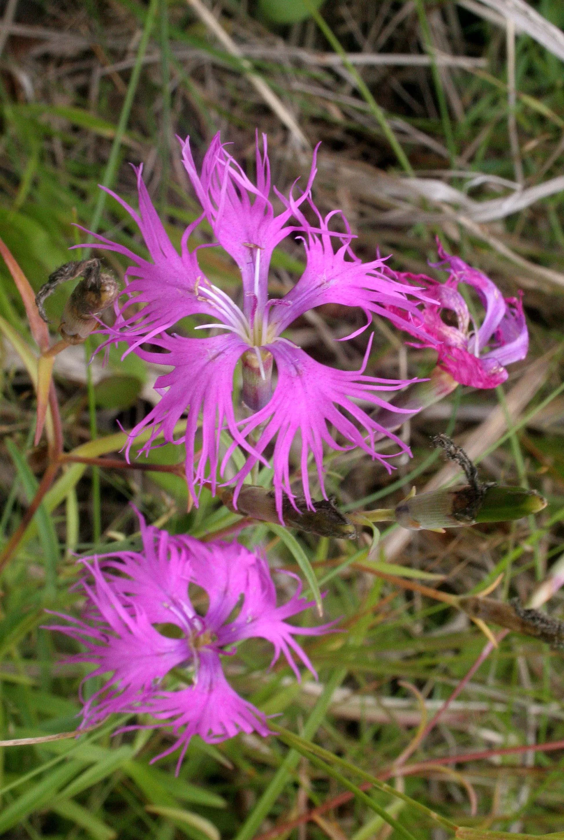 KURIL ISLANDS - FLORA  (69).jpg