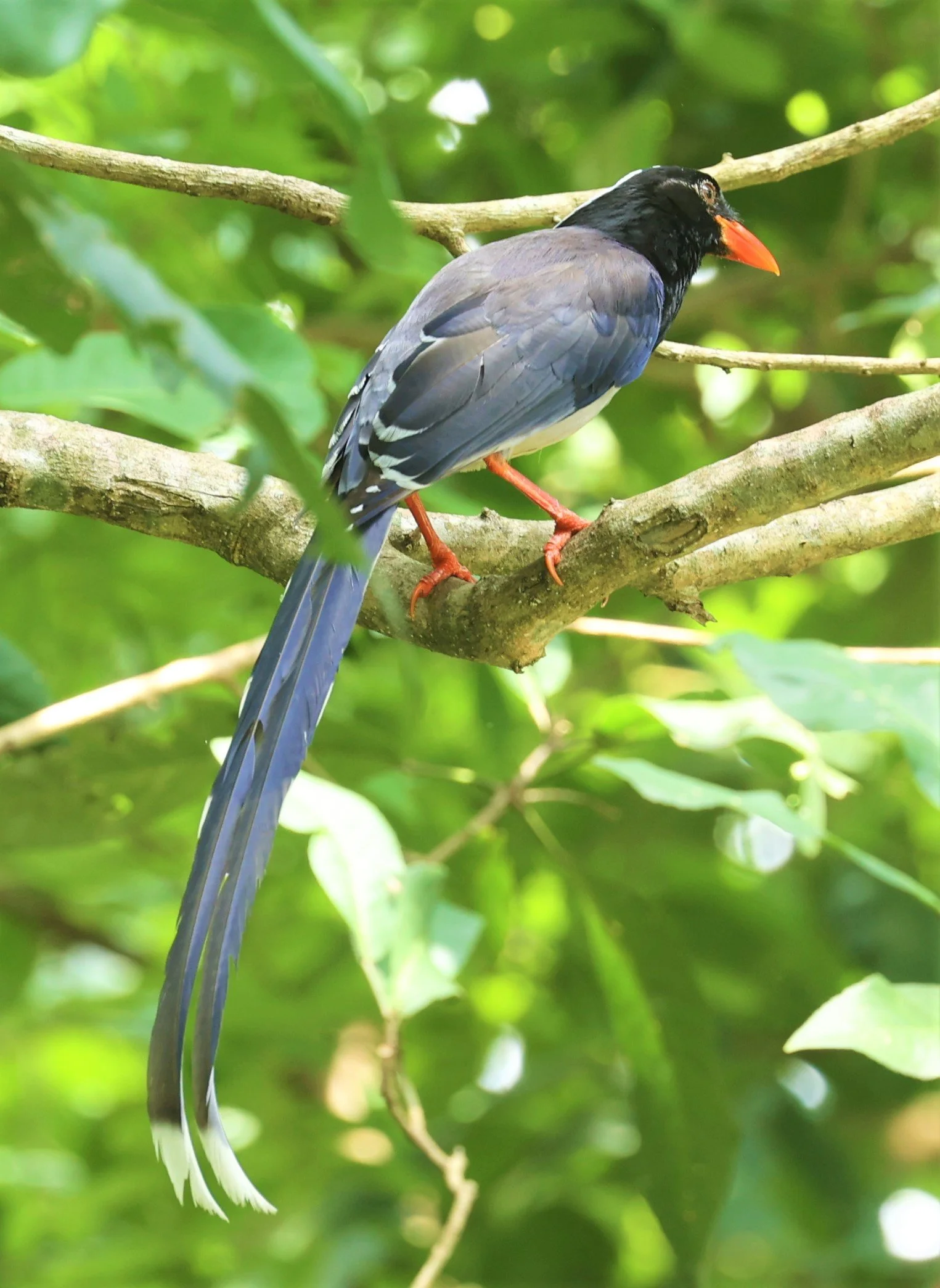 MAGPIE - BLUE MAGPIE - Urocissa erythrorhyncha - HUAI KHA KHAENG WILDLIFE SANCTUARY MAY 1 2022 (30).jpg