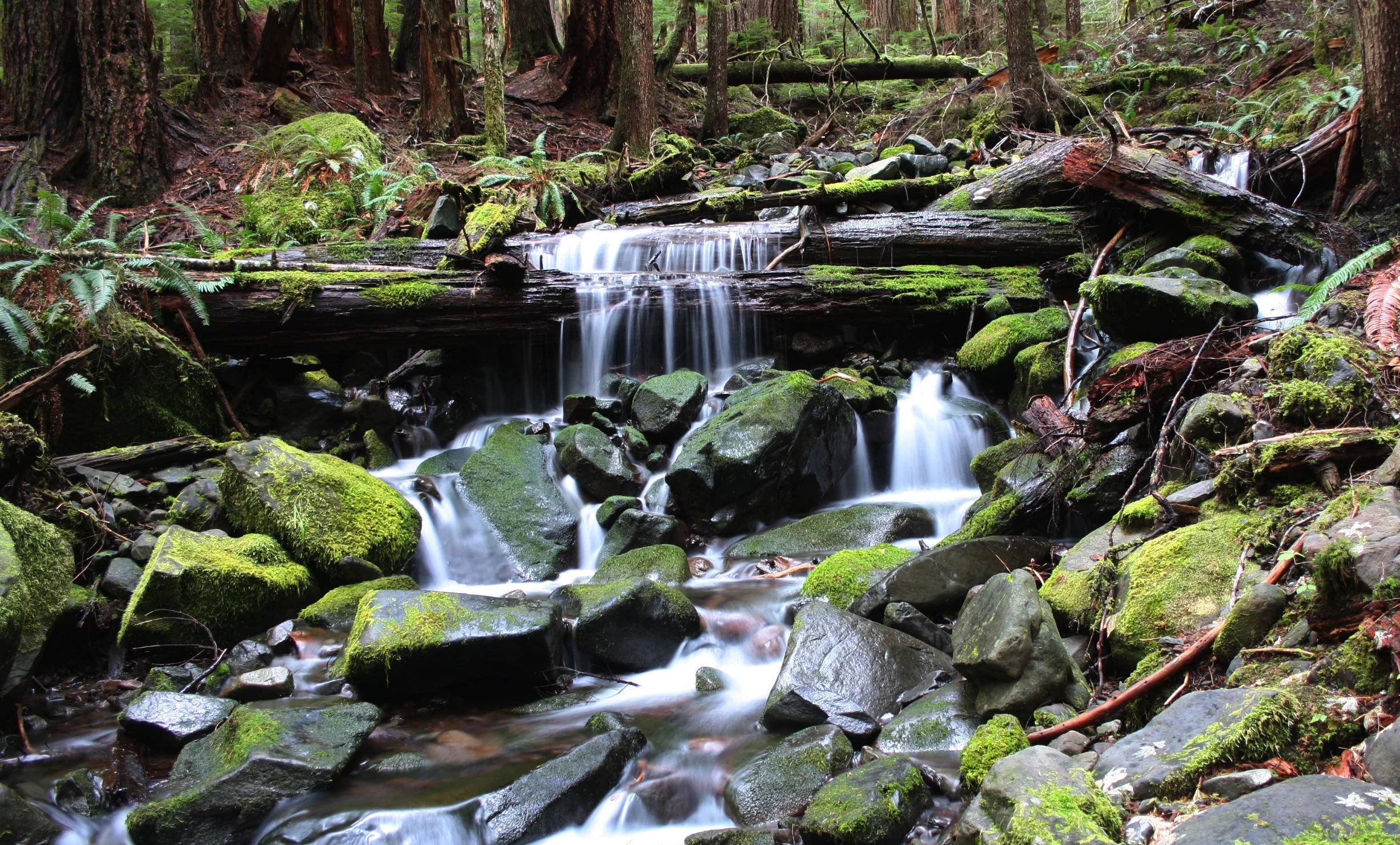 SOL DUC FALLS AND FOREST - ONP WA (101).JPG