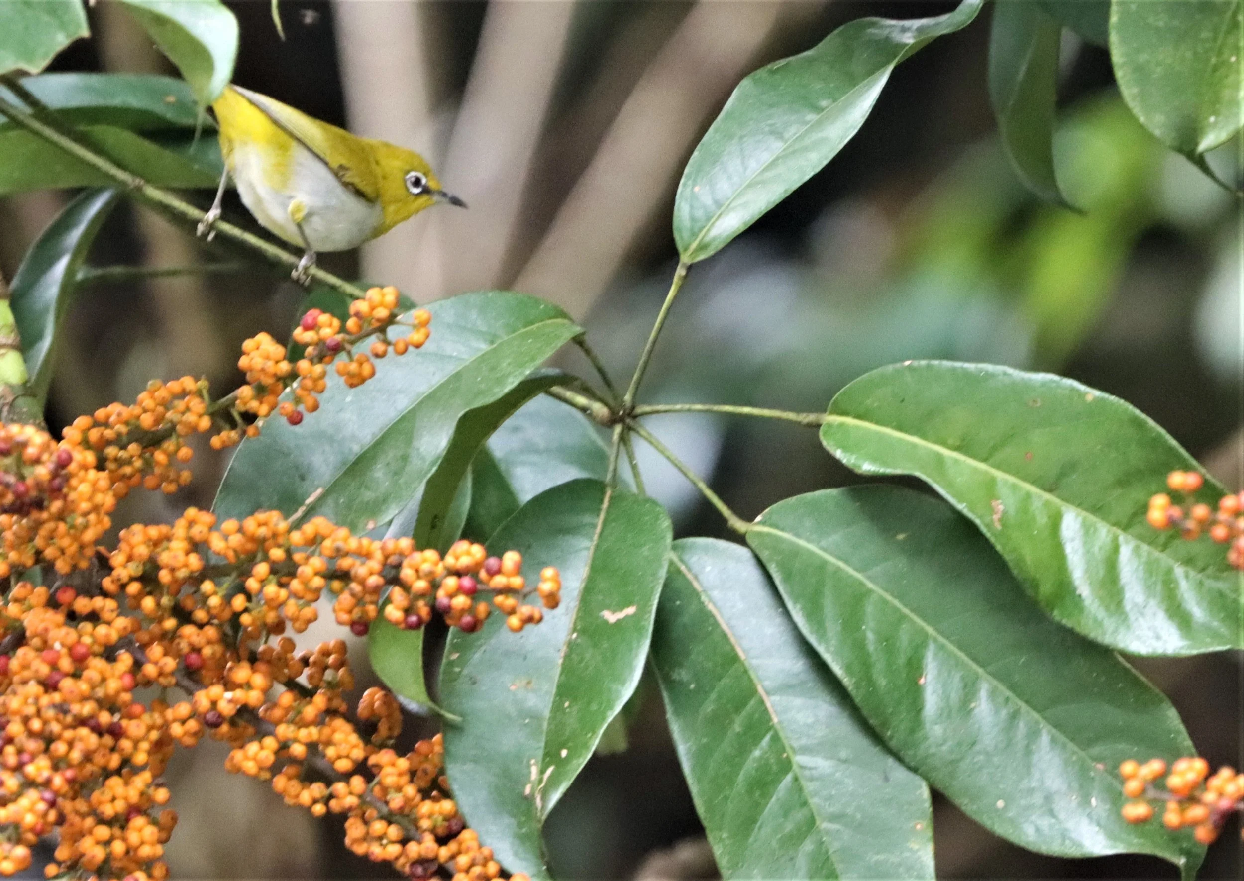 Indian White-eye (Zosterops palpebrosus) Doi Ang Kang Chiang Mai (12).jpg