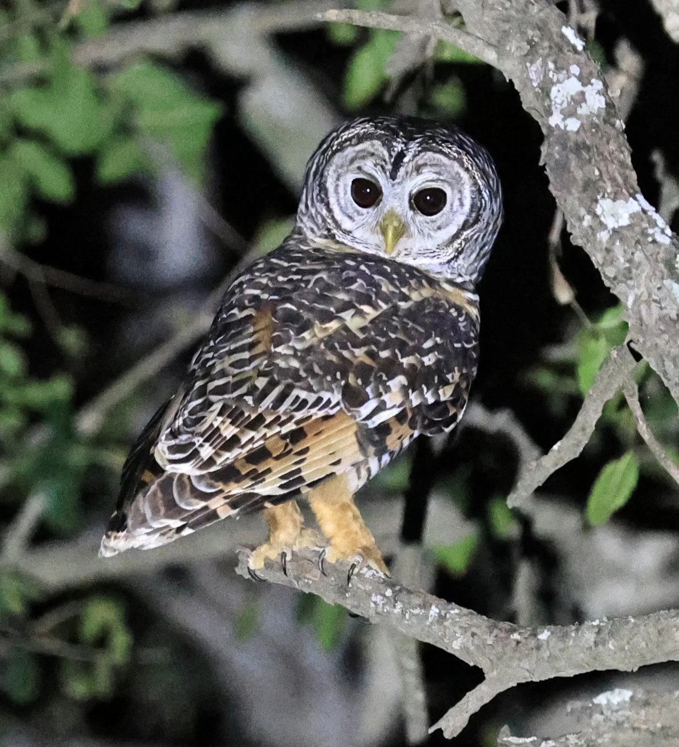 Chaco Owl (Strix chacoensis) Estancia Campo'í Paraguay (75).jpg