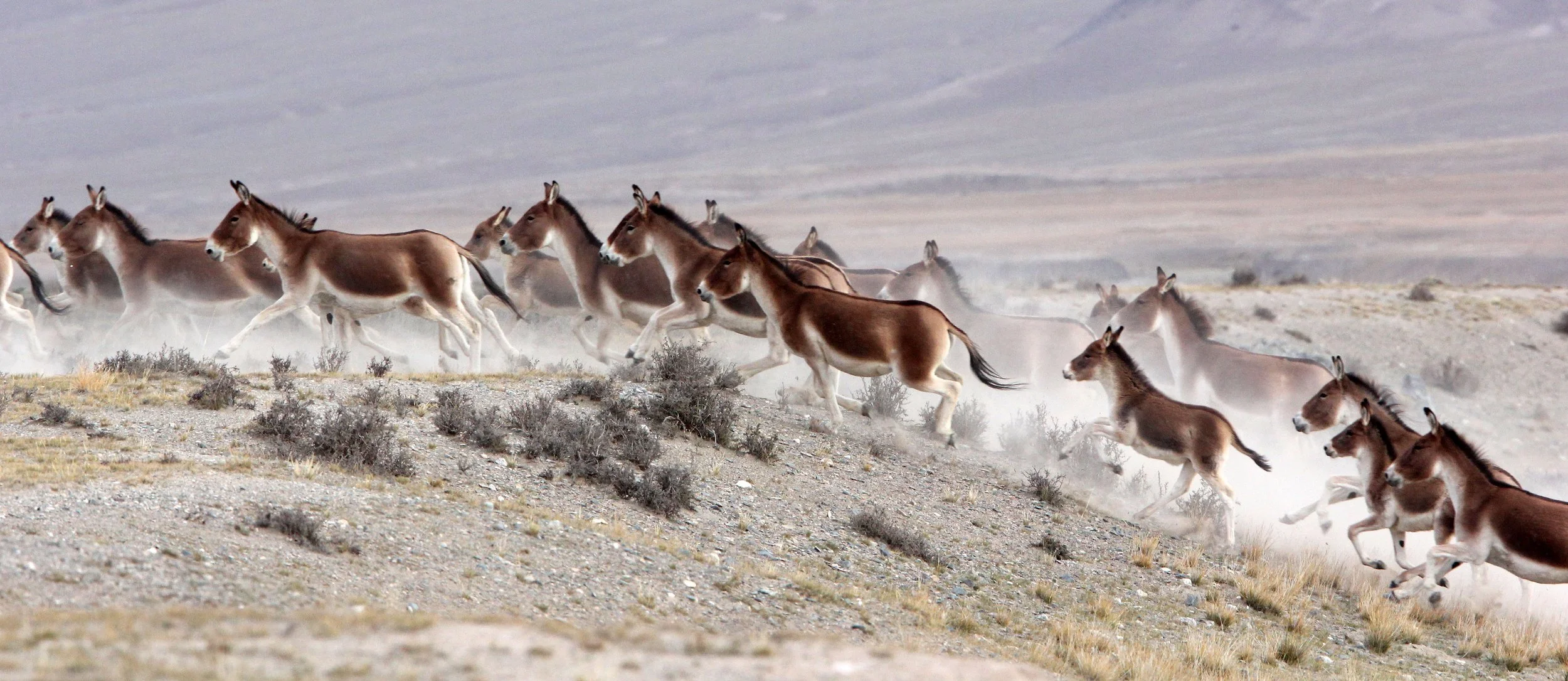 Equidae the Horses — Coke Smith Wildlife