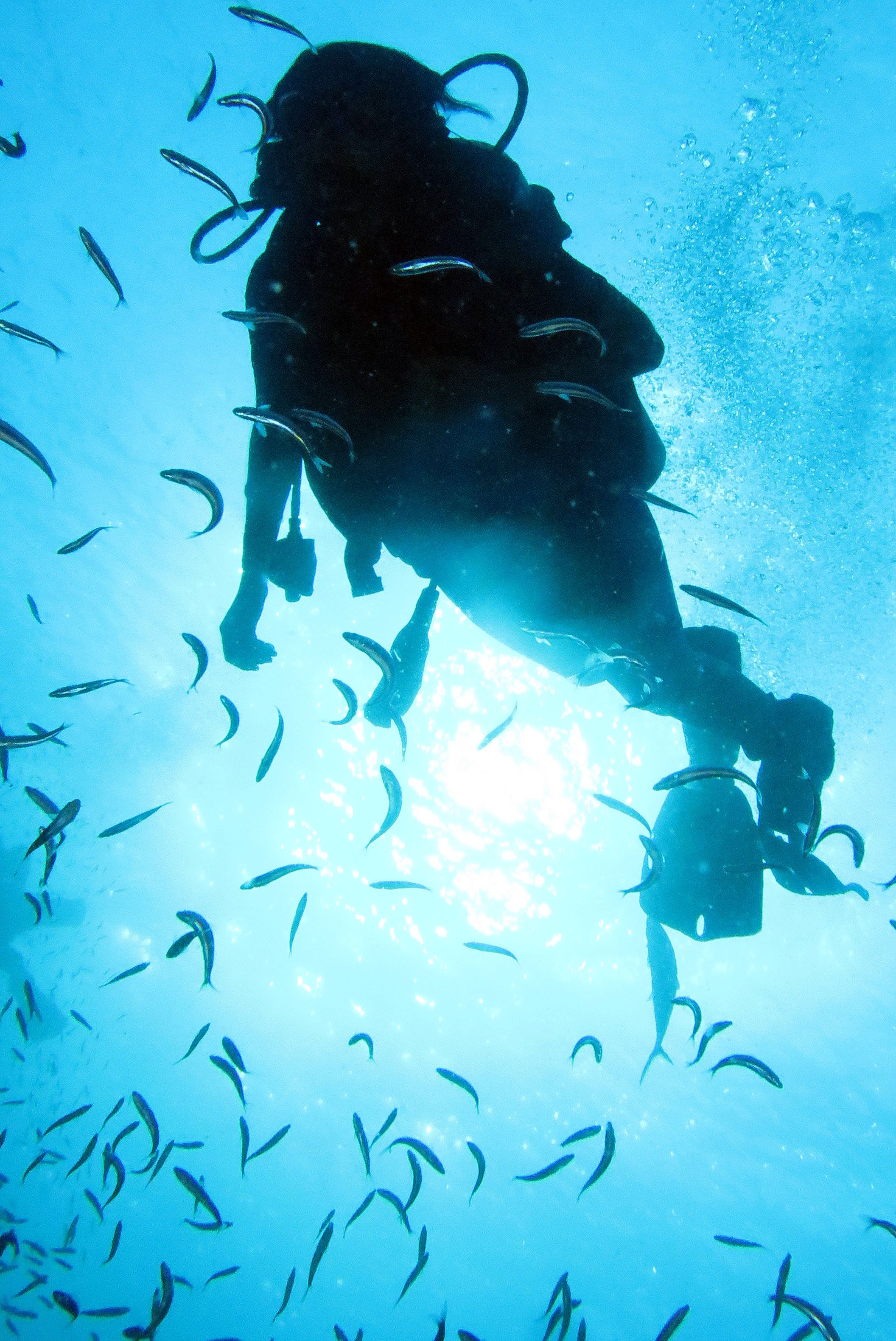 2016 Similans Trip with ISB GCW (51).JPG