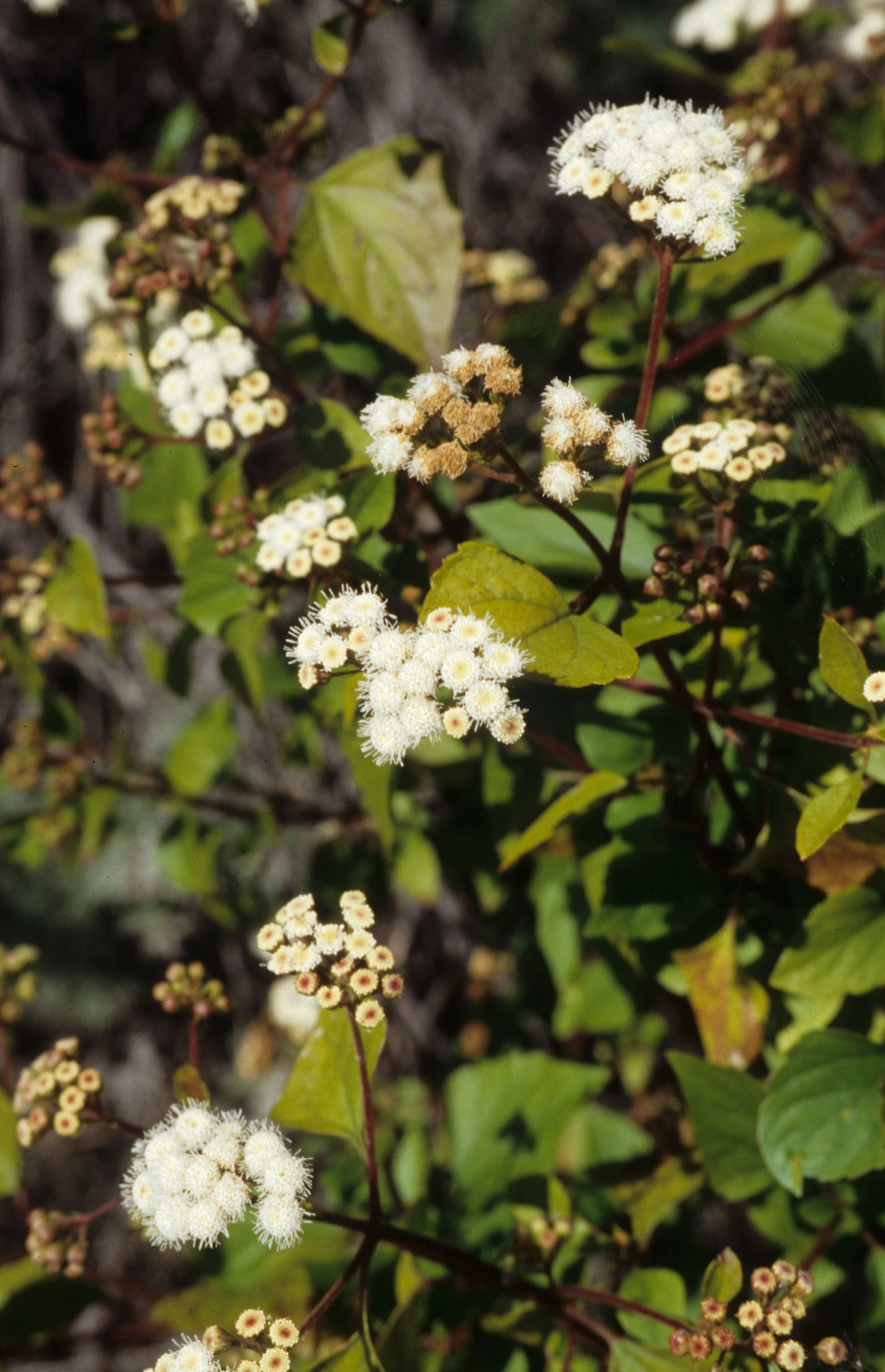 CALIFORNIA - BIG SUR - PLANT SPECIES A.jpg