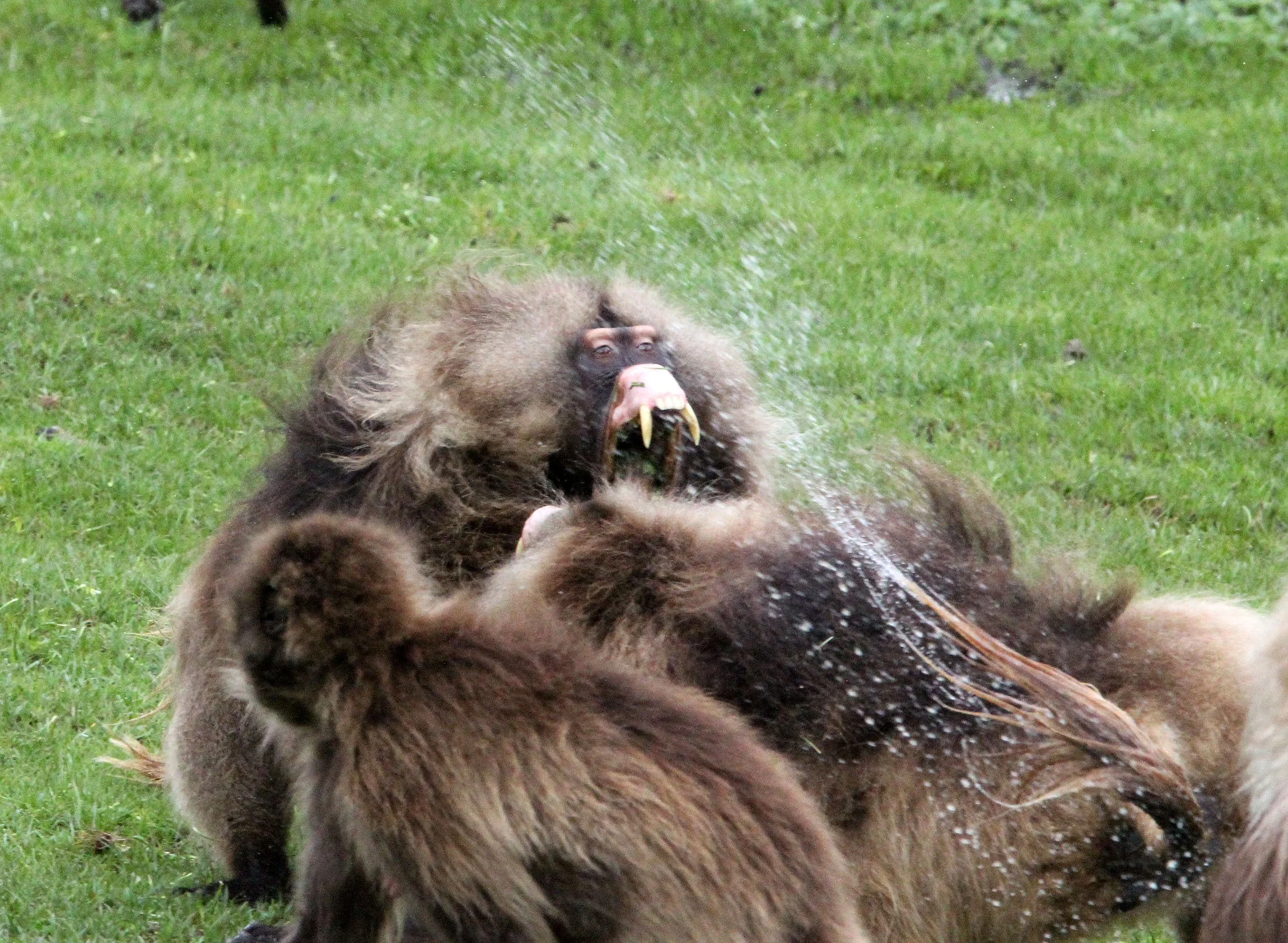 CERCOPITHECIDAE - Theropithecus gelada - GELADA - SIMIEN MOUNTAINS NATIONAL PARK ETHIOPIA (1701).JPG