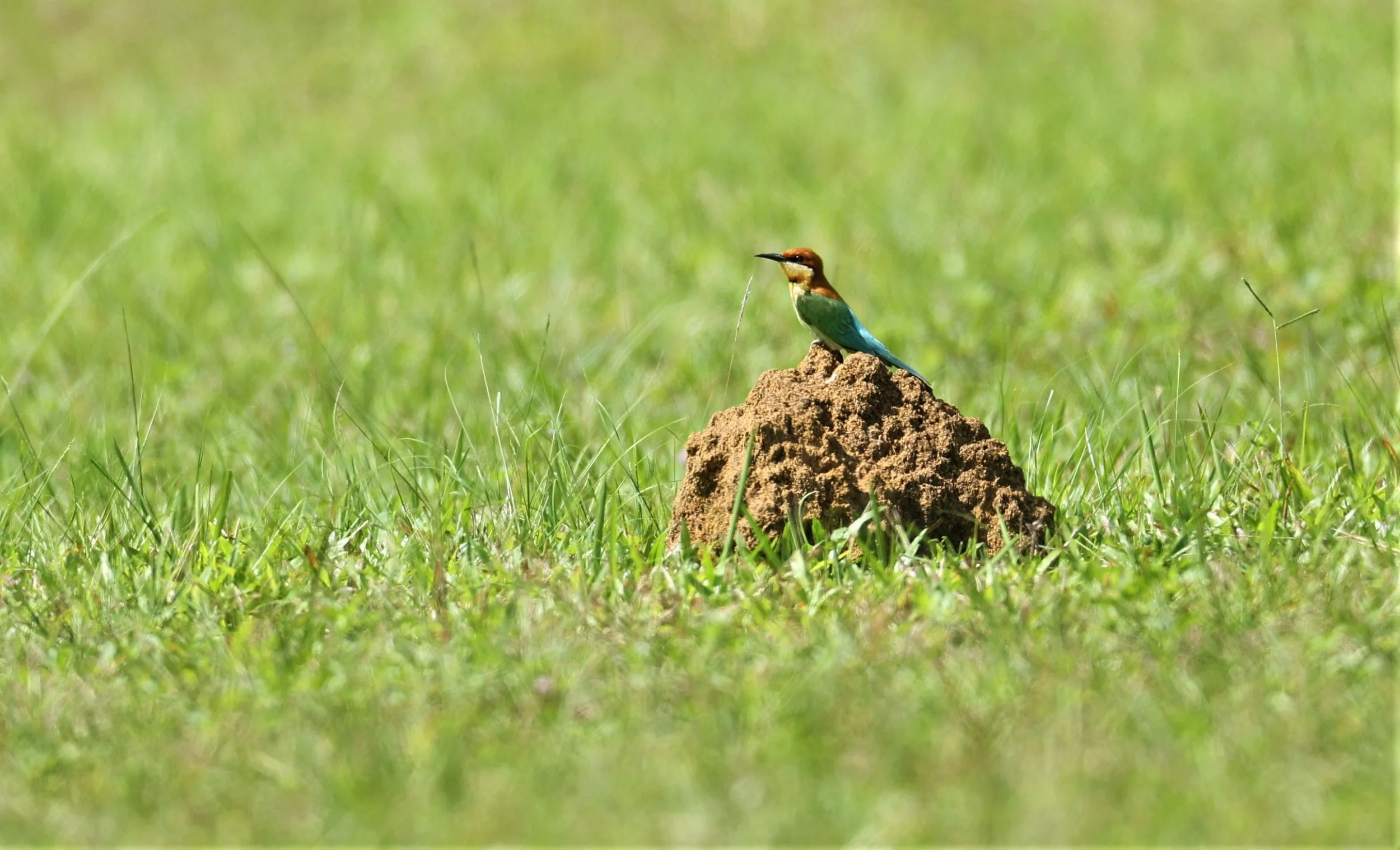 BEE-EATER - CHESTNUT-HEADED BEE-EATER - Merops leschenaulti - KHAO YAI NATIONAL PARK MARCH 2022 (2).jpg